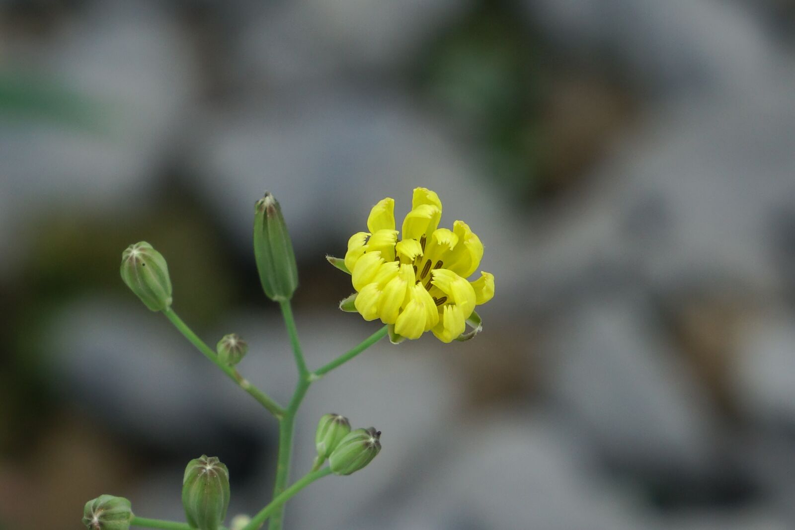 Sony Cyber-shot DSC-RX10 sample photo. Knife heel grass, flower photography