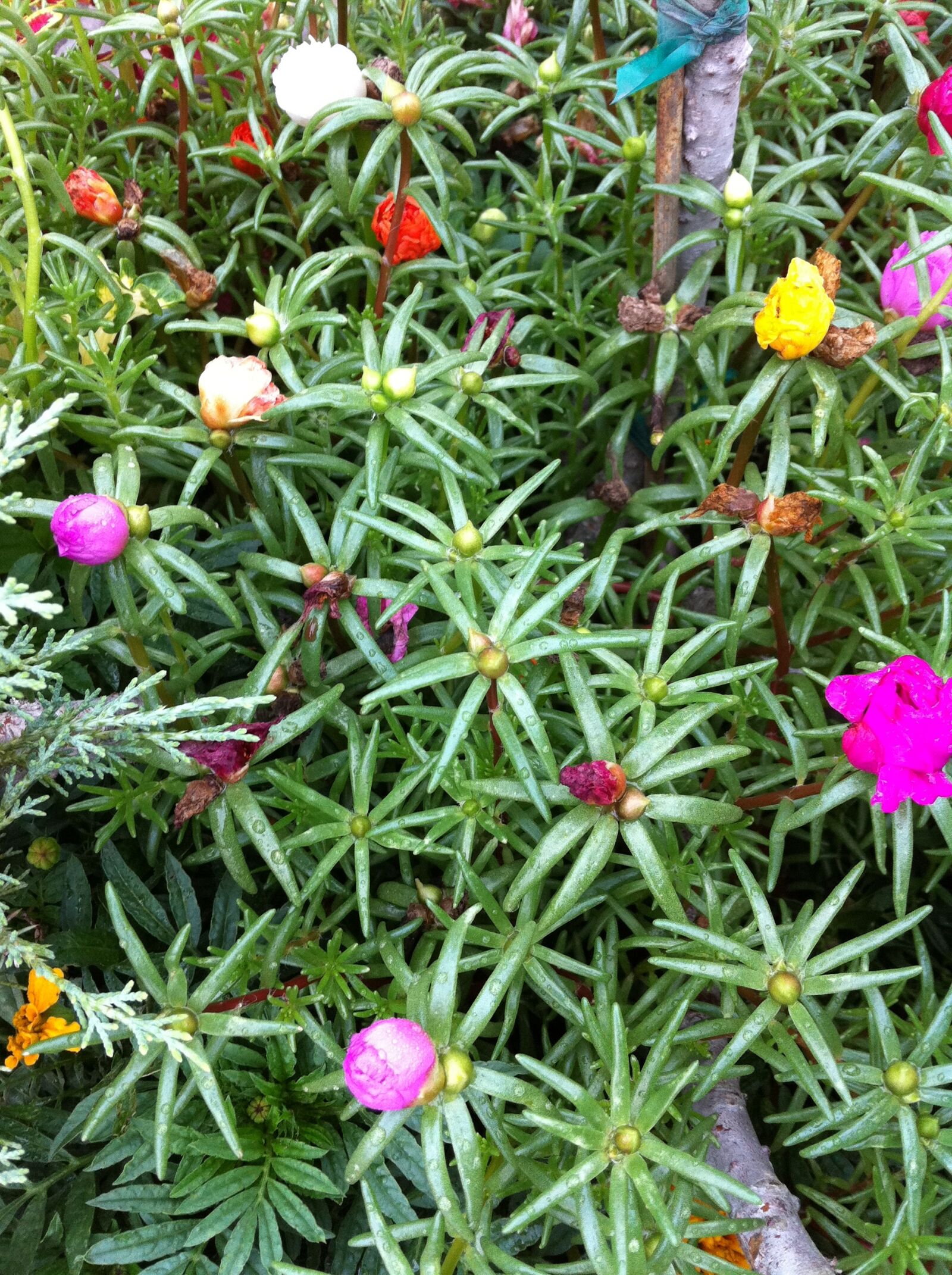 Apple iPhone 4 sample photo