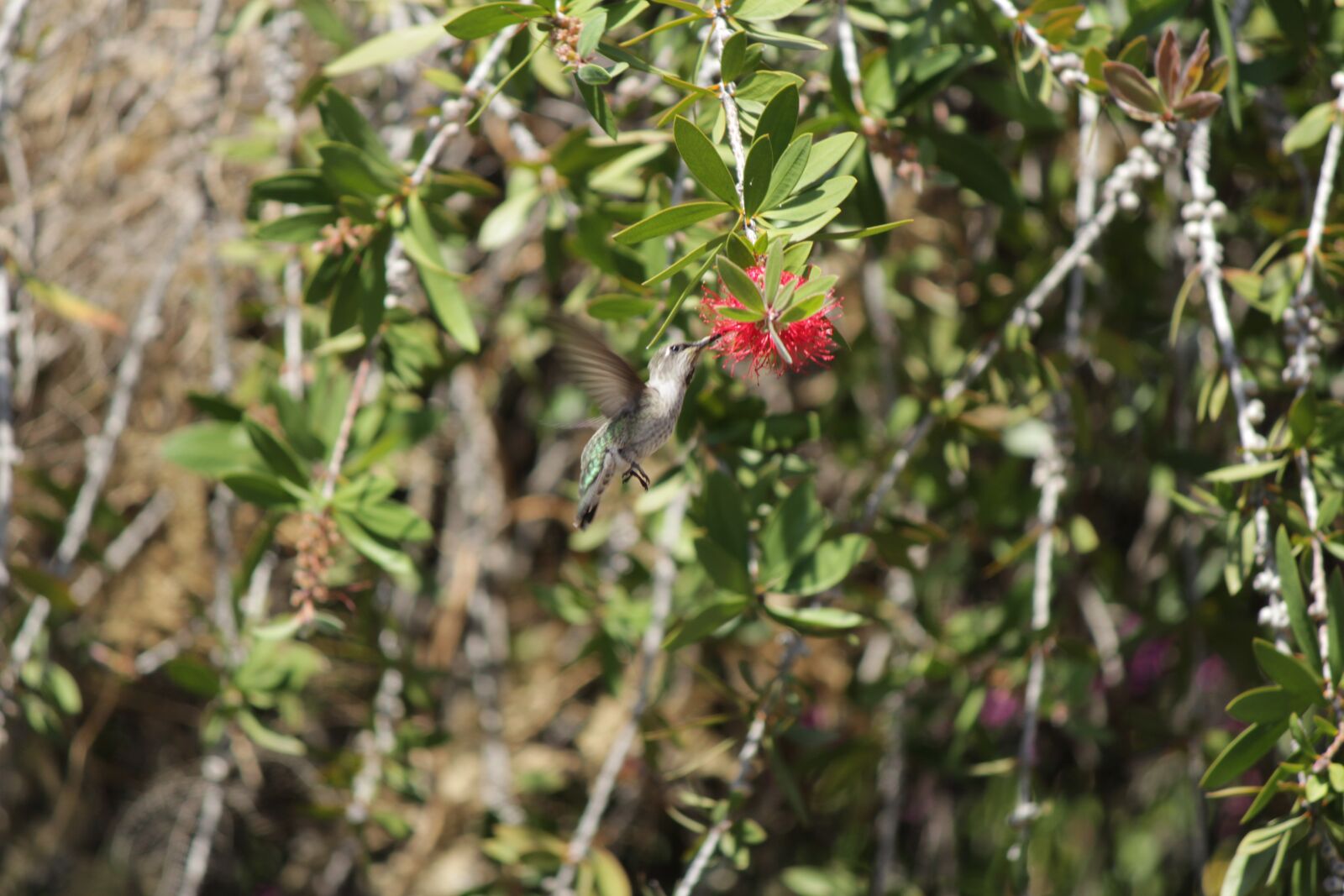 Canon EOS 1300D (EOS Rebel T6 / EOS Kiss X80) + Canon EF-S 55-250mm F4-5.6 IS II sample photo. Humming, bird, bottle brush photography