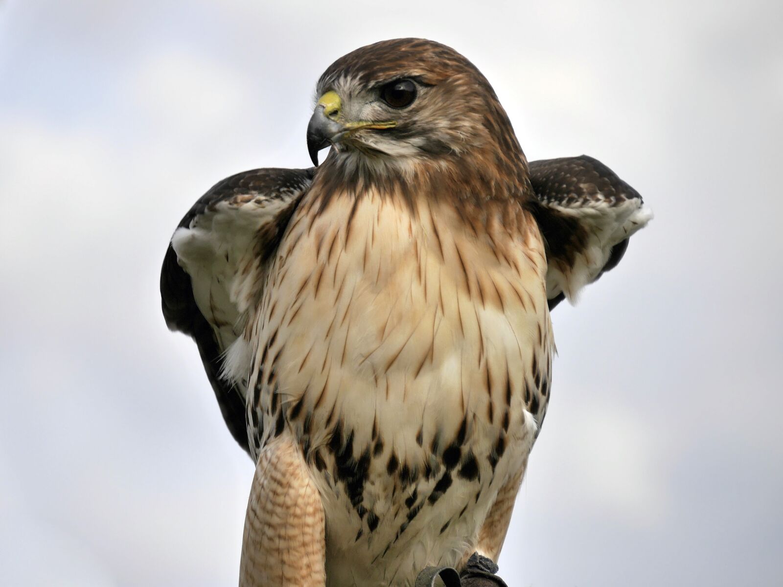 Panasonic Lumix DMC-G6 sample photo. Red-tailed hawk, bird, animal photography