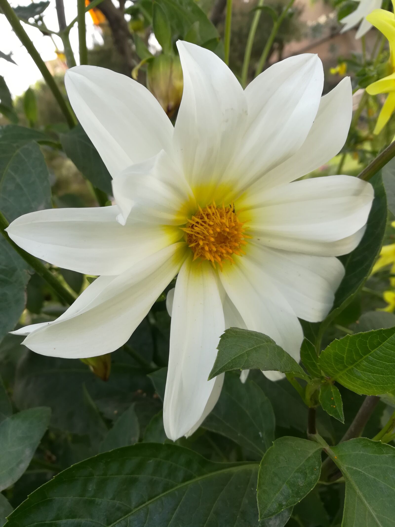 HUAWEI honor 6x sample photo. Beautiful white flower, harmony photography