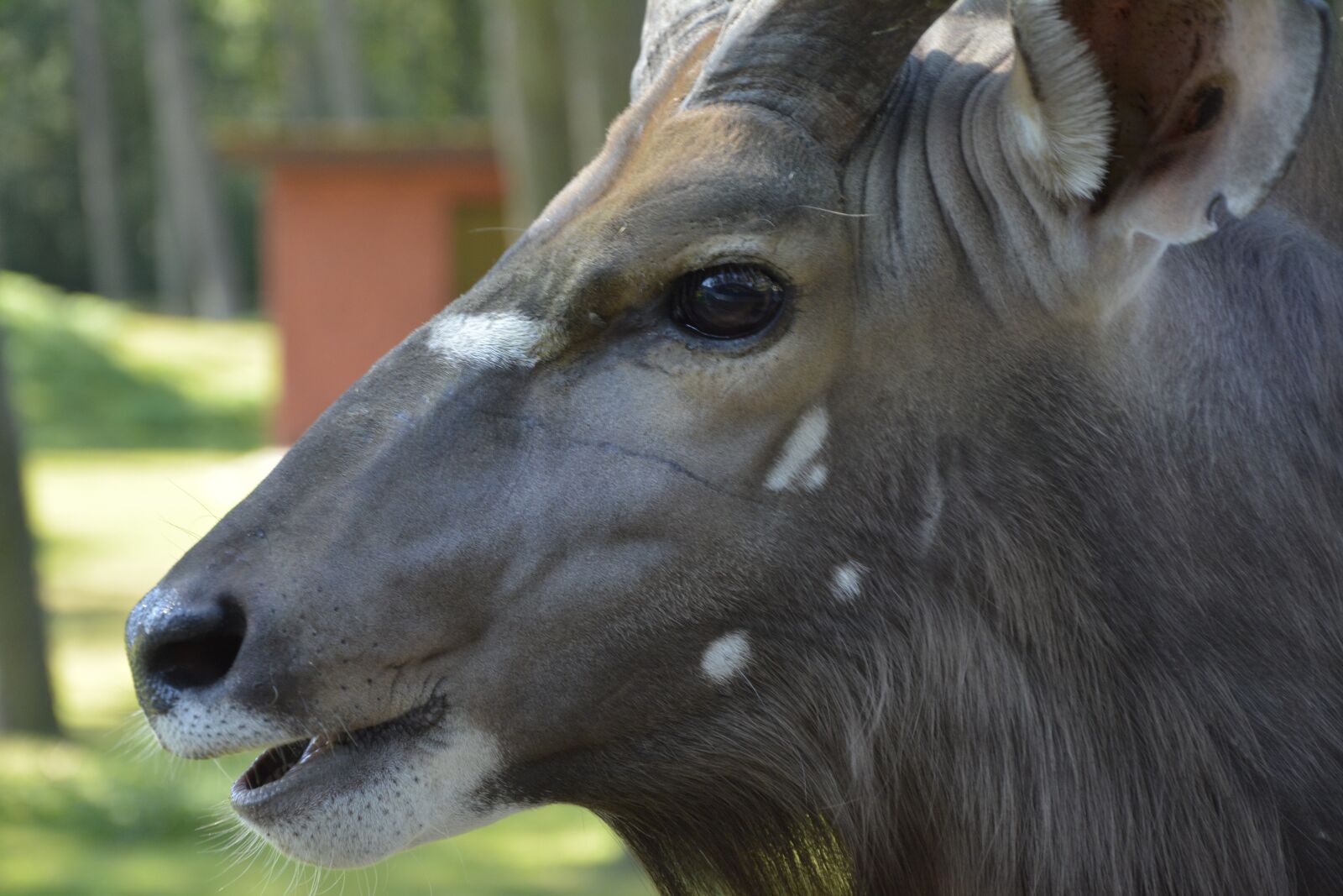 Nikon D7100 sample photo. Gnu, animal, africa photography
