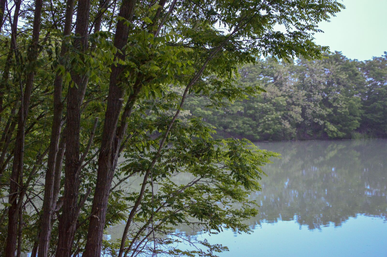 Nikon D3200 sample photo. Tree, pond, water photography