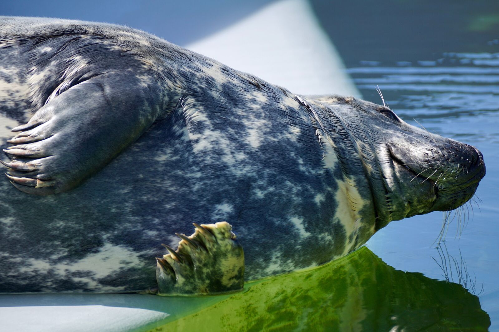 Sony DT 55-300mm F4.5-5.6 SAM sample photo. Seal, aquarium, water photography