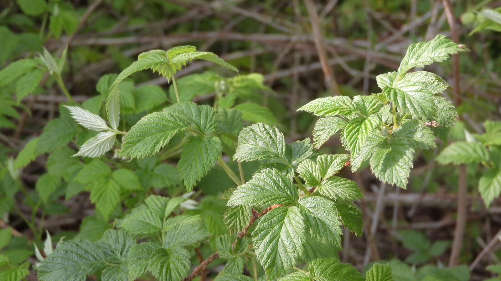 Nikon Coolpix P610 sample photo. Raspberry, foliage, bush photography