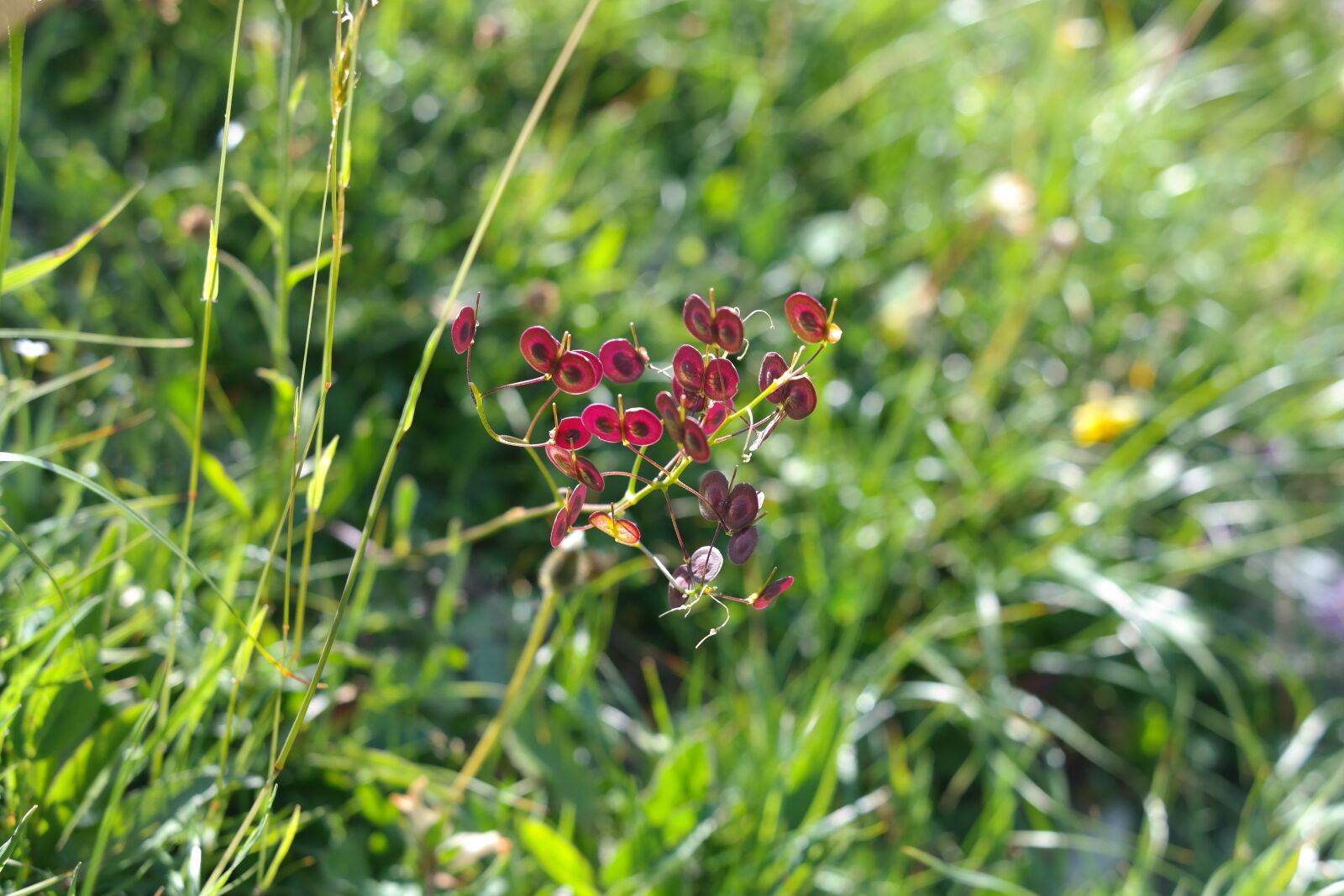Samsung NX300 sample photo. Schötchen, seeds, red photography