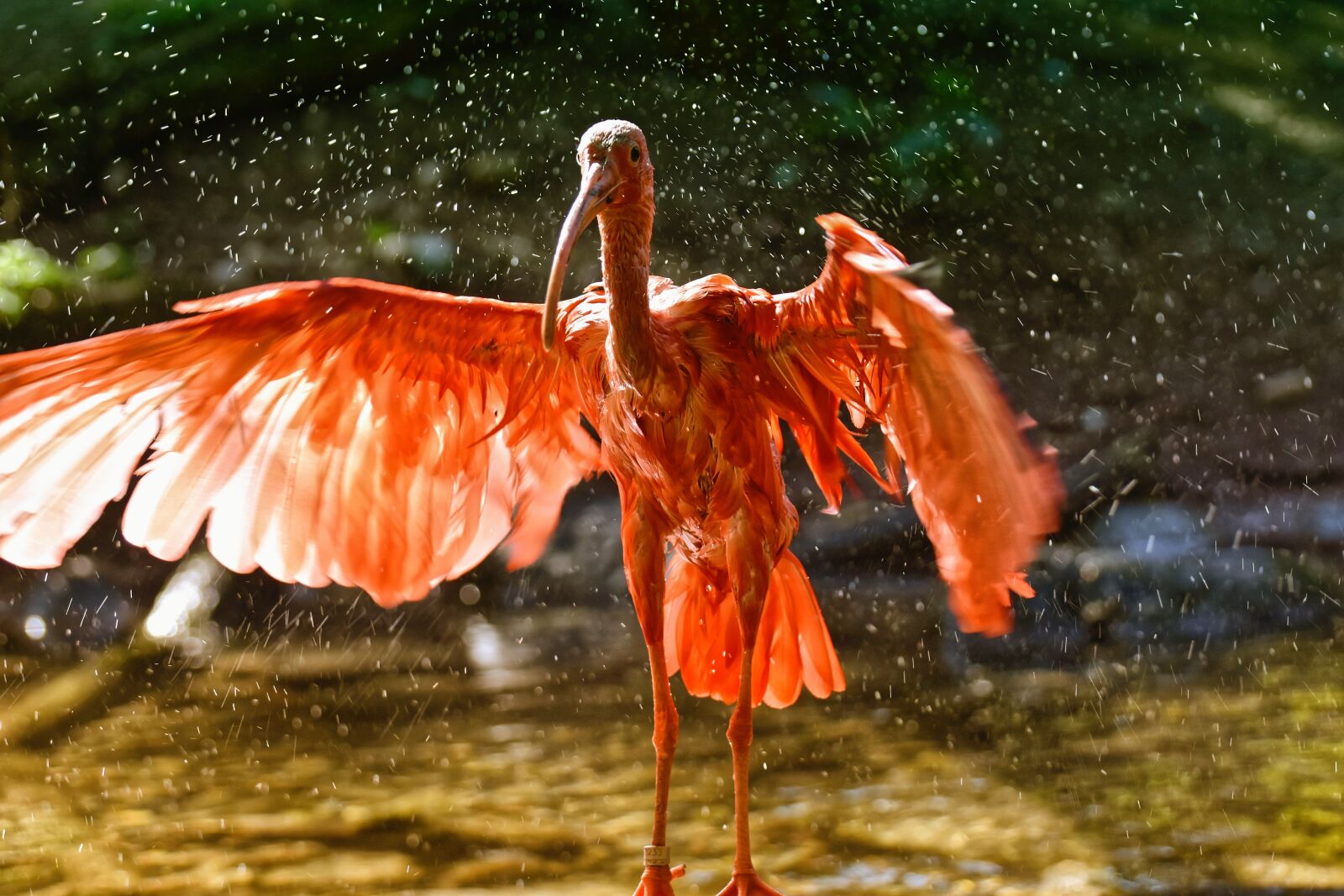 Nikon D7200 sample photo. Ibis, eudocimus ruber, wing photography