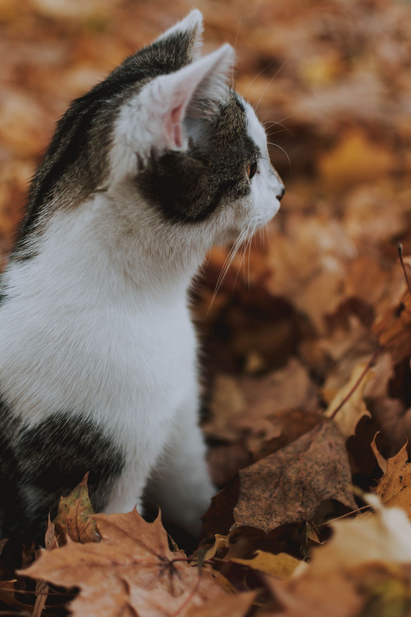 Nikon D5200 sample photo. Cat, leaves, nature photography