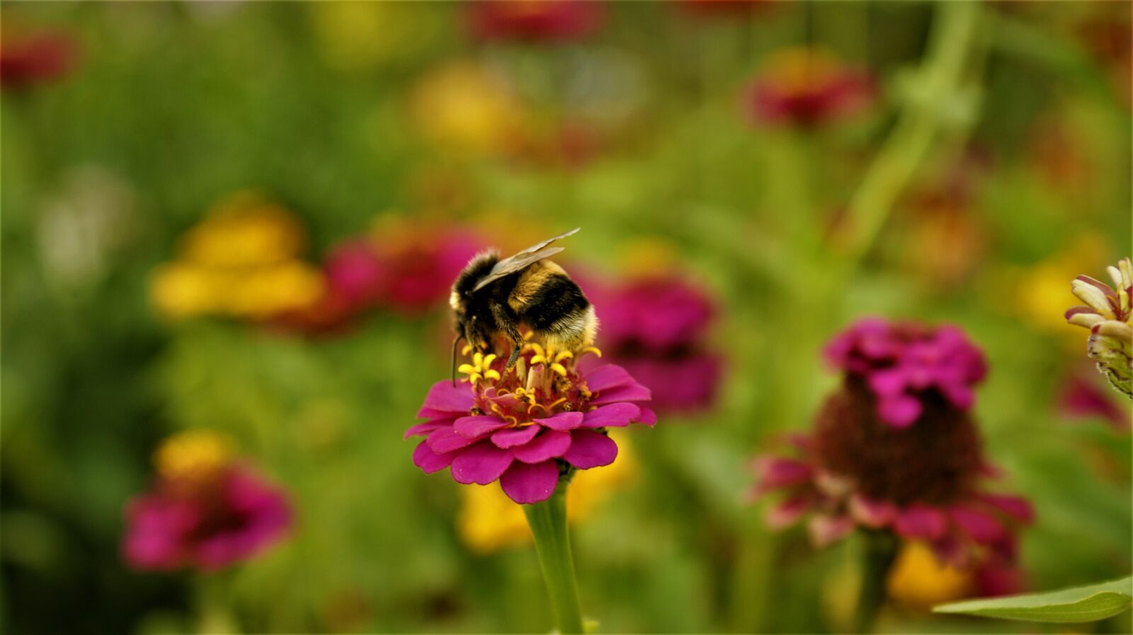 Sony Alpha DSLR-A350 sample photo. Earth bumblebee, flower, pollen photography