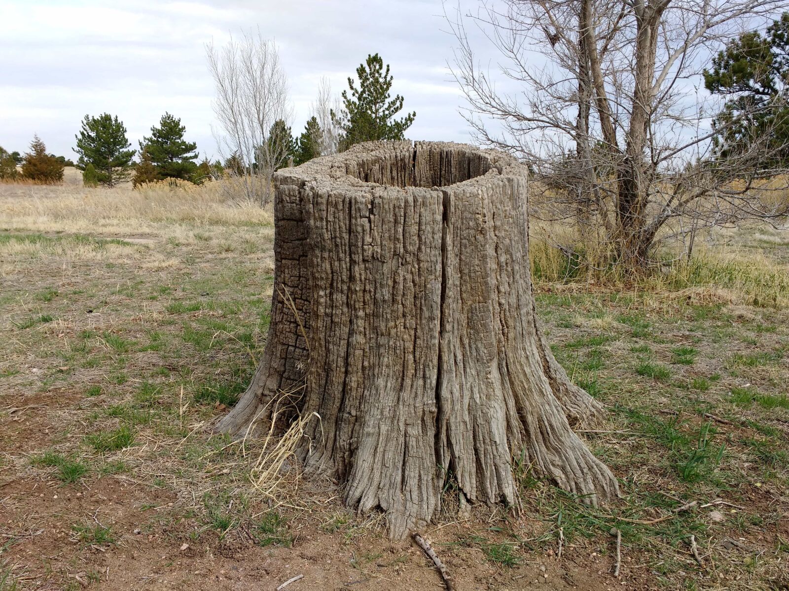 Motorola MotoG3 sample photo. Root, roots, nature, tree photography
