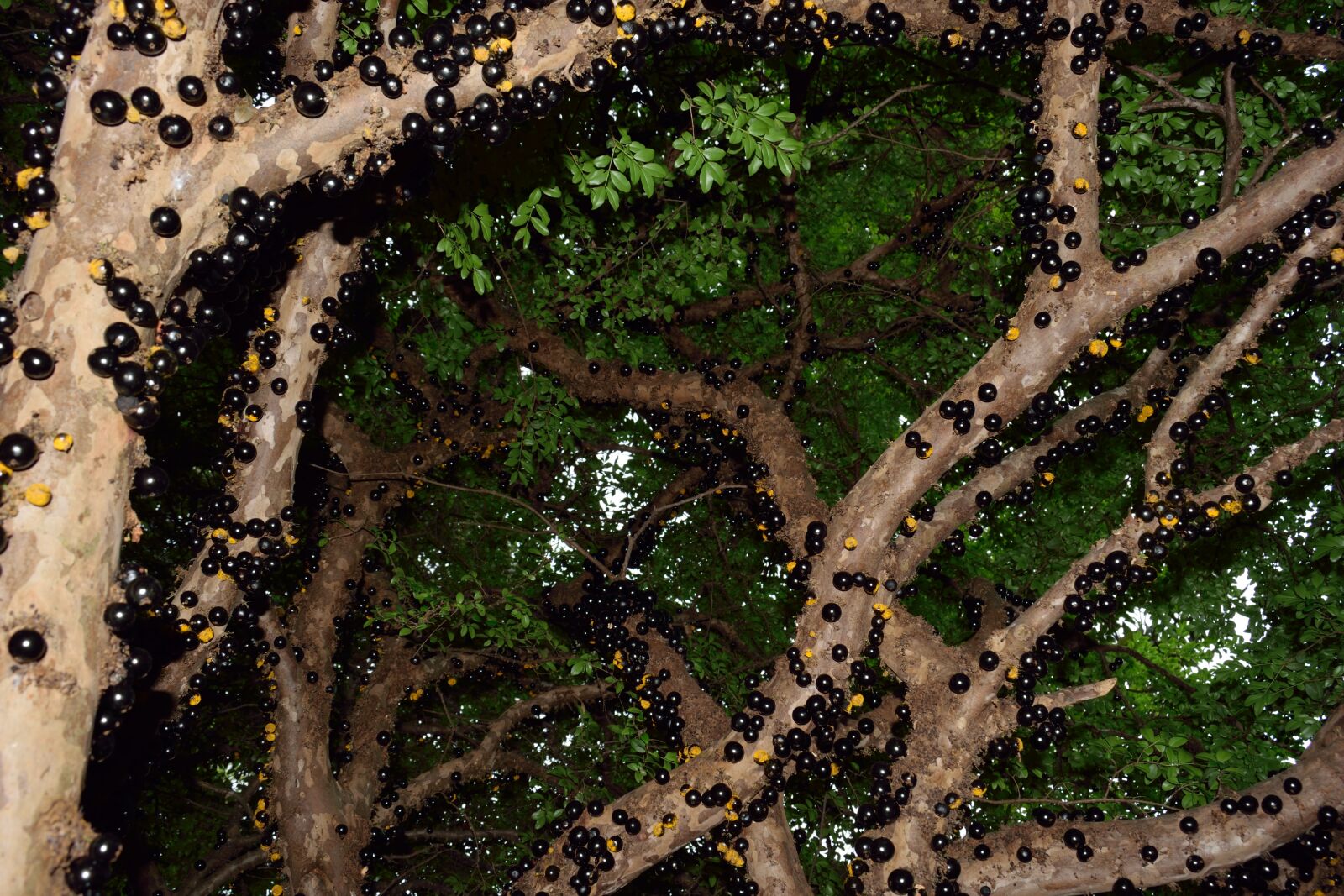 Nikon D5300 sample photo. Jabuticaba, fruit, nature photography