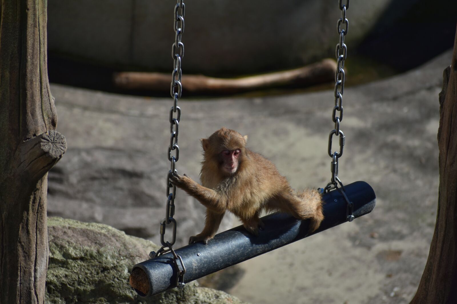 Nikon D7200 sample photo. Animal, zoo, monkey photography