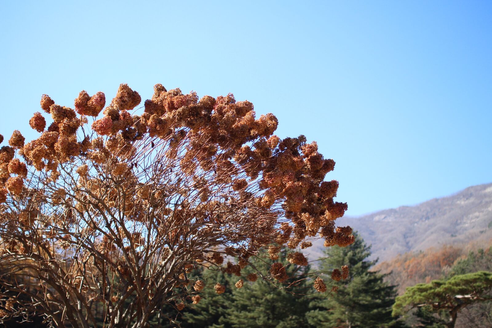 Canon EOS 650D (EOS Rebel T4i / EOS Kiss X6i) sample photo. Arboretum, wood, sky photography