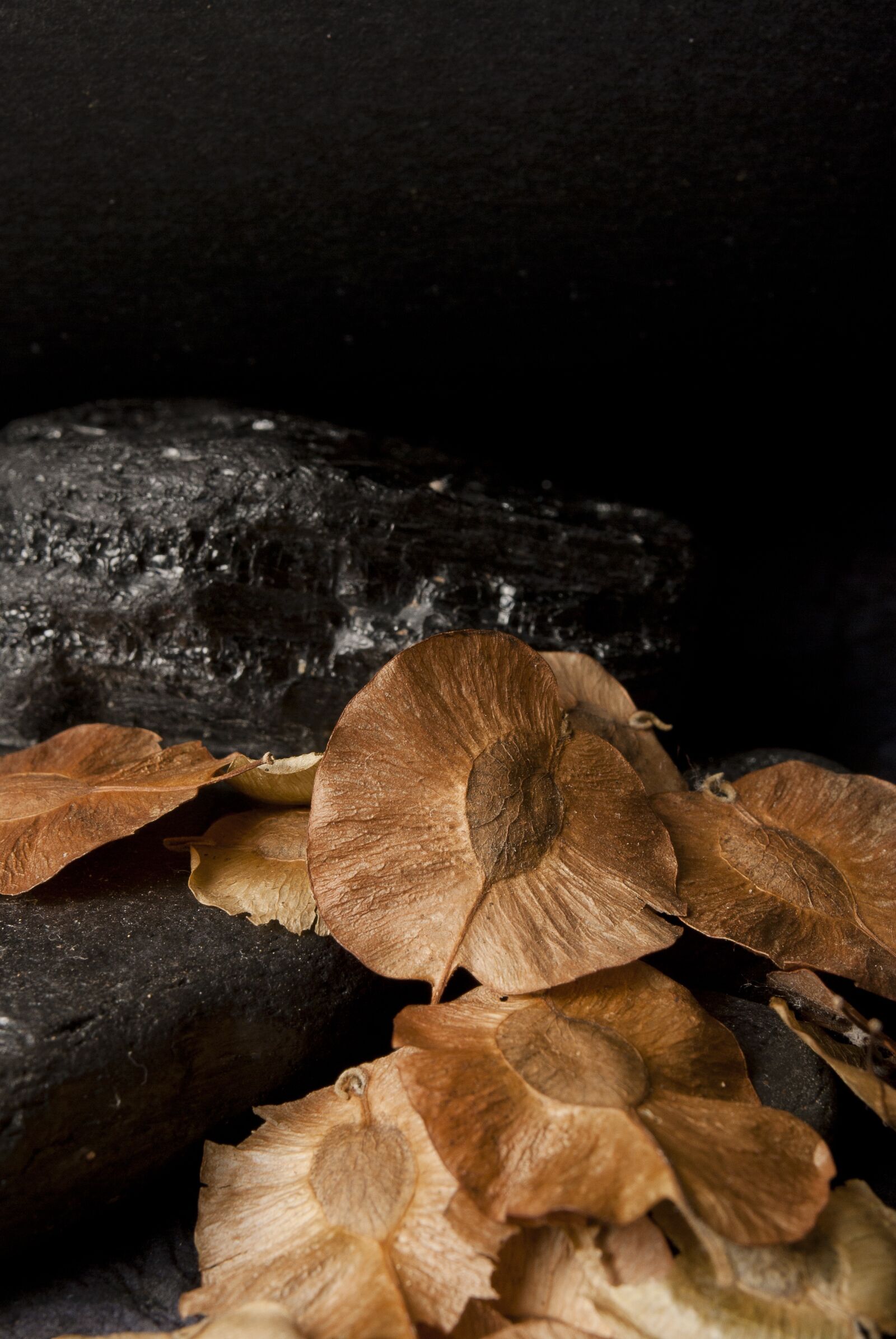 Nikon D60 sample photo. Seeds, plant, life photography