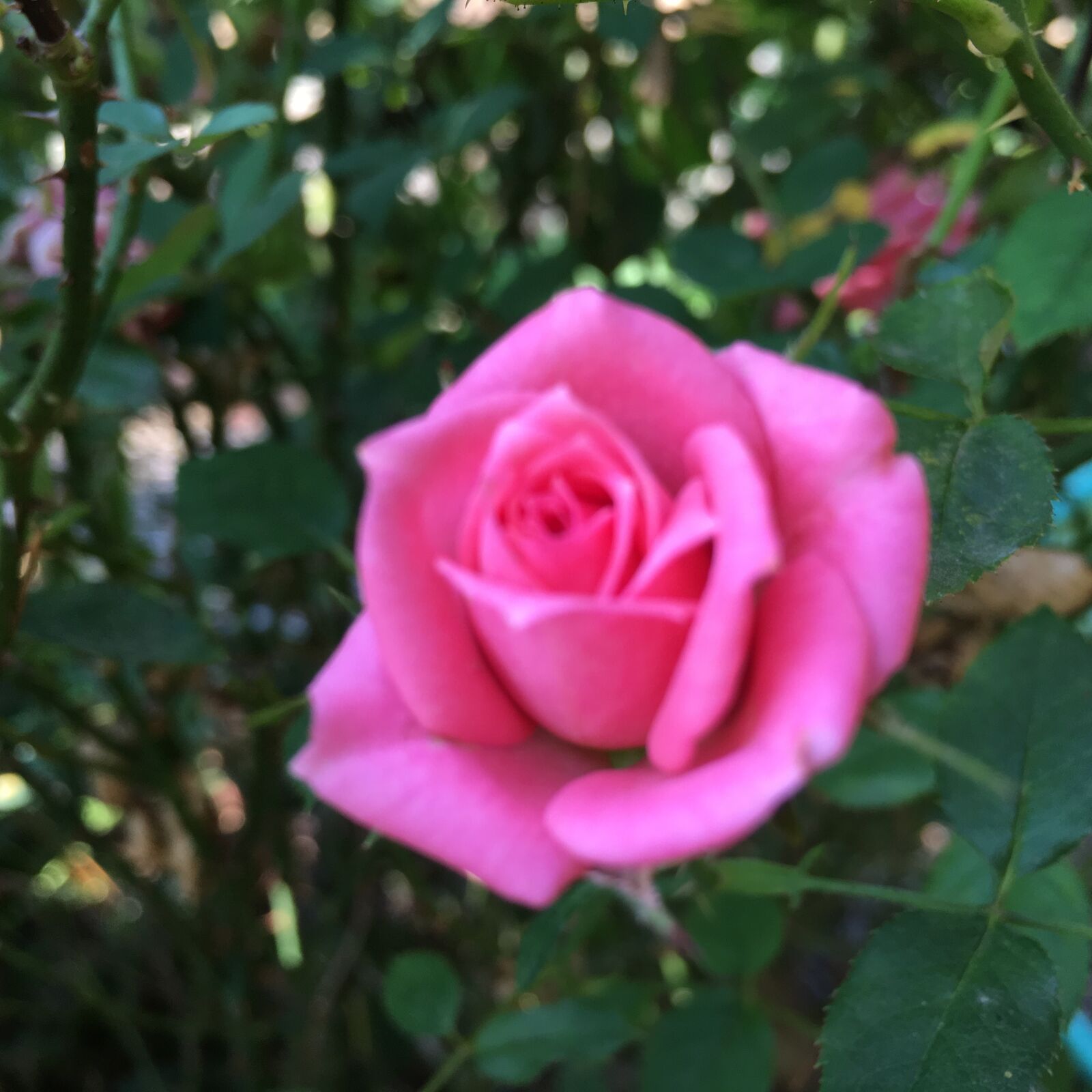 Apple iPhone 6s sample photo. Pink, rose photography