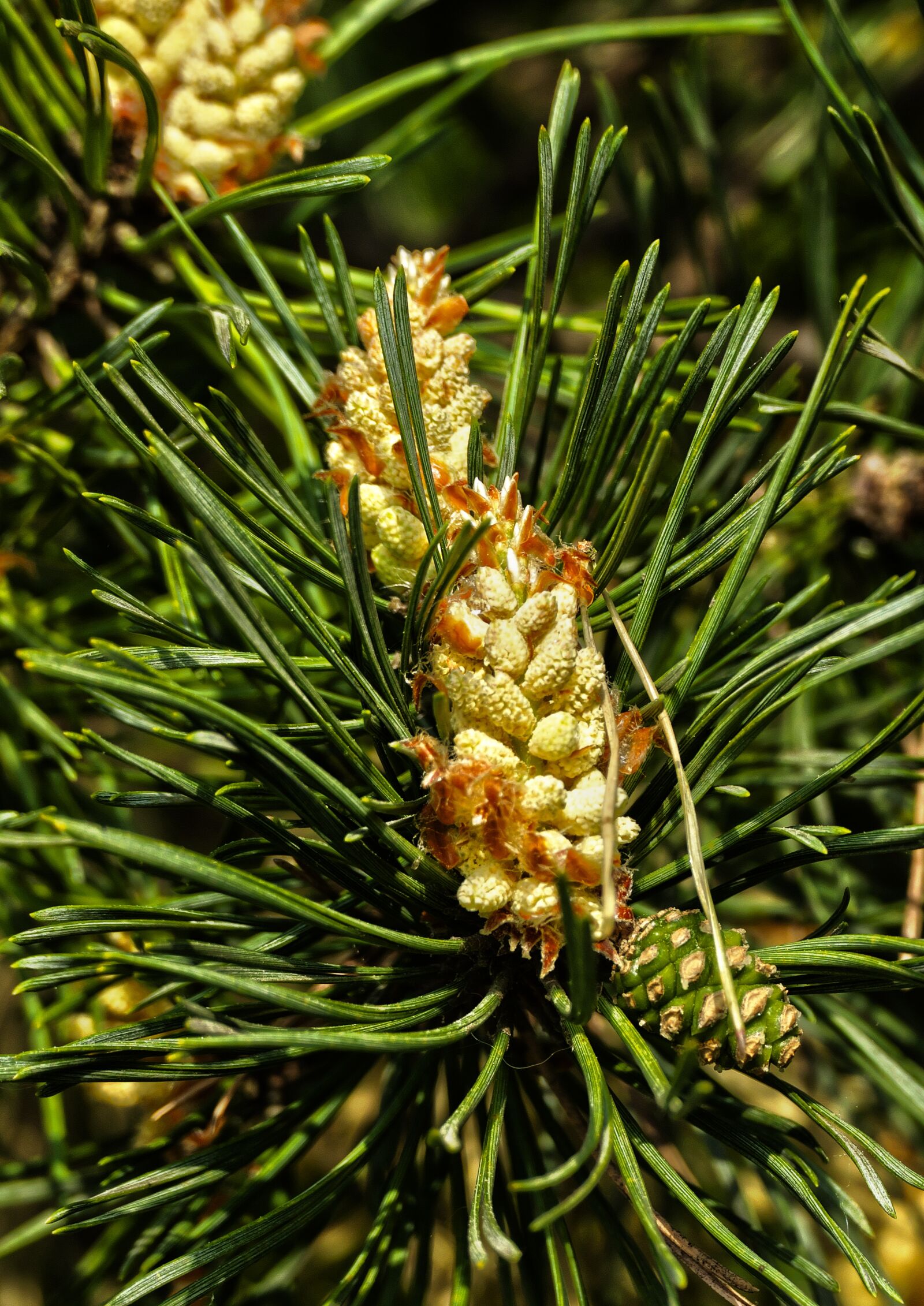 Panasonic Lumix DMC-FZ1000 sample photo. Forest pine, blossom, bloom photography