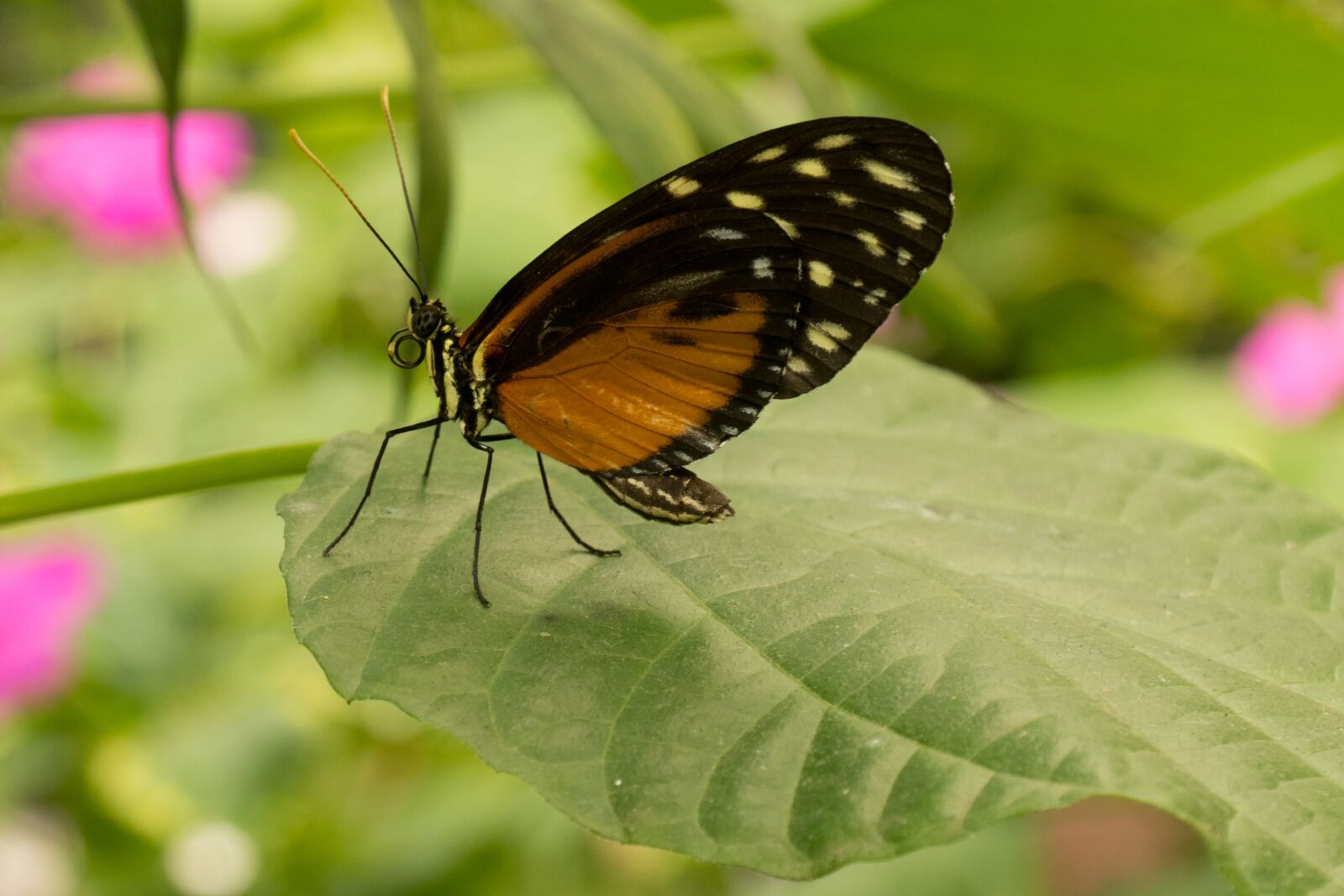 Panasonic DC-TZ200 sample photo. Butterfly, brown, black photography