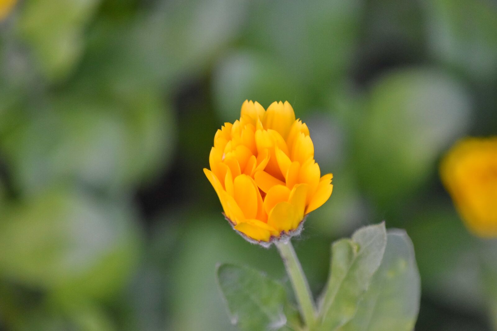 Nikon D5500 sample photo. Flower garden, yellow, nature photography