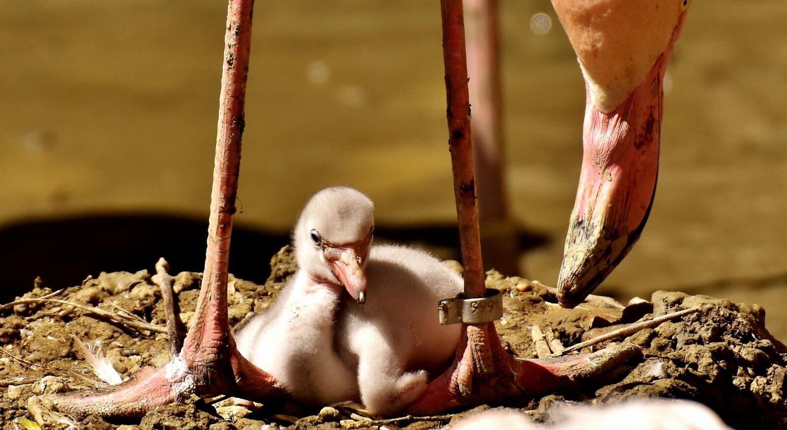 Nikon D7200 sample photo. Flamingos, chicks, cute photography