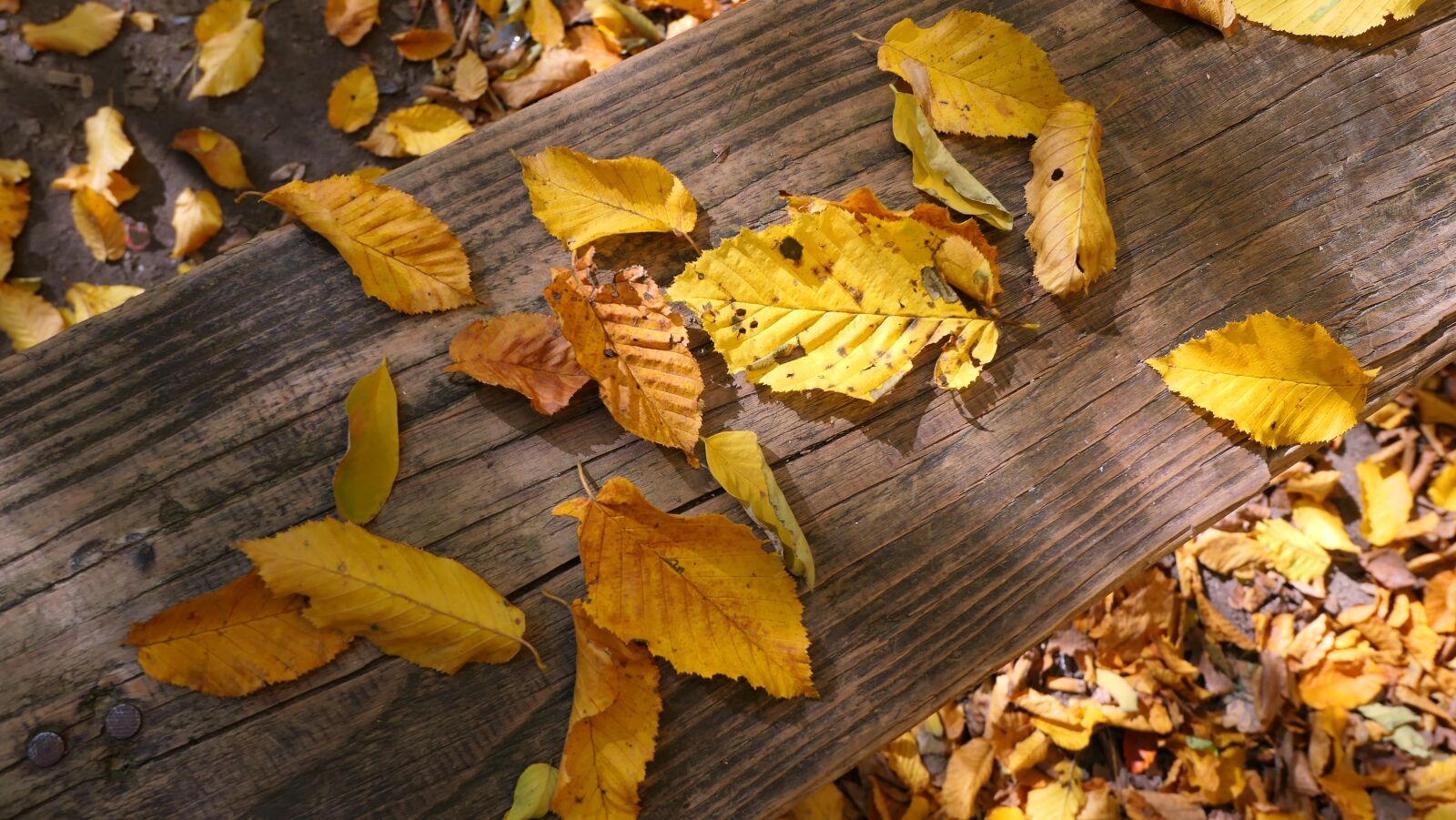 Panasonic Lumix DMC-LX10 (Lumix DMC-LX15) sample photo. Foliage, autumn, yellow photography