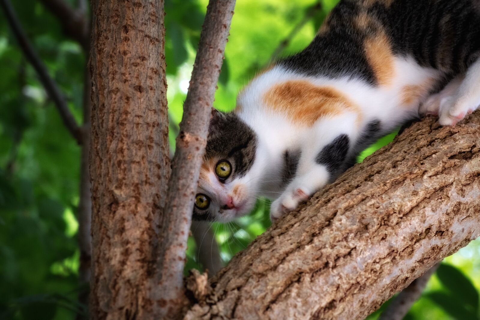 Canon EOS 1300D (EOS Rebel T6 / EOS Kiss X80) sample photo. Cat, feline, mammal photography