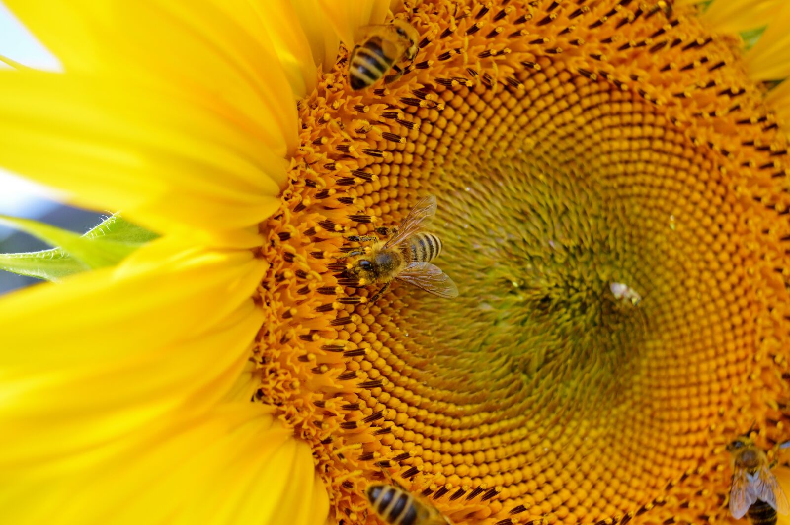 Nikon D3200 sample photo. Sunflower, flower, bees photography