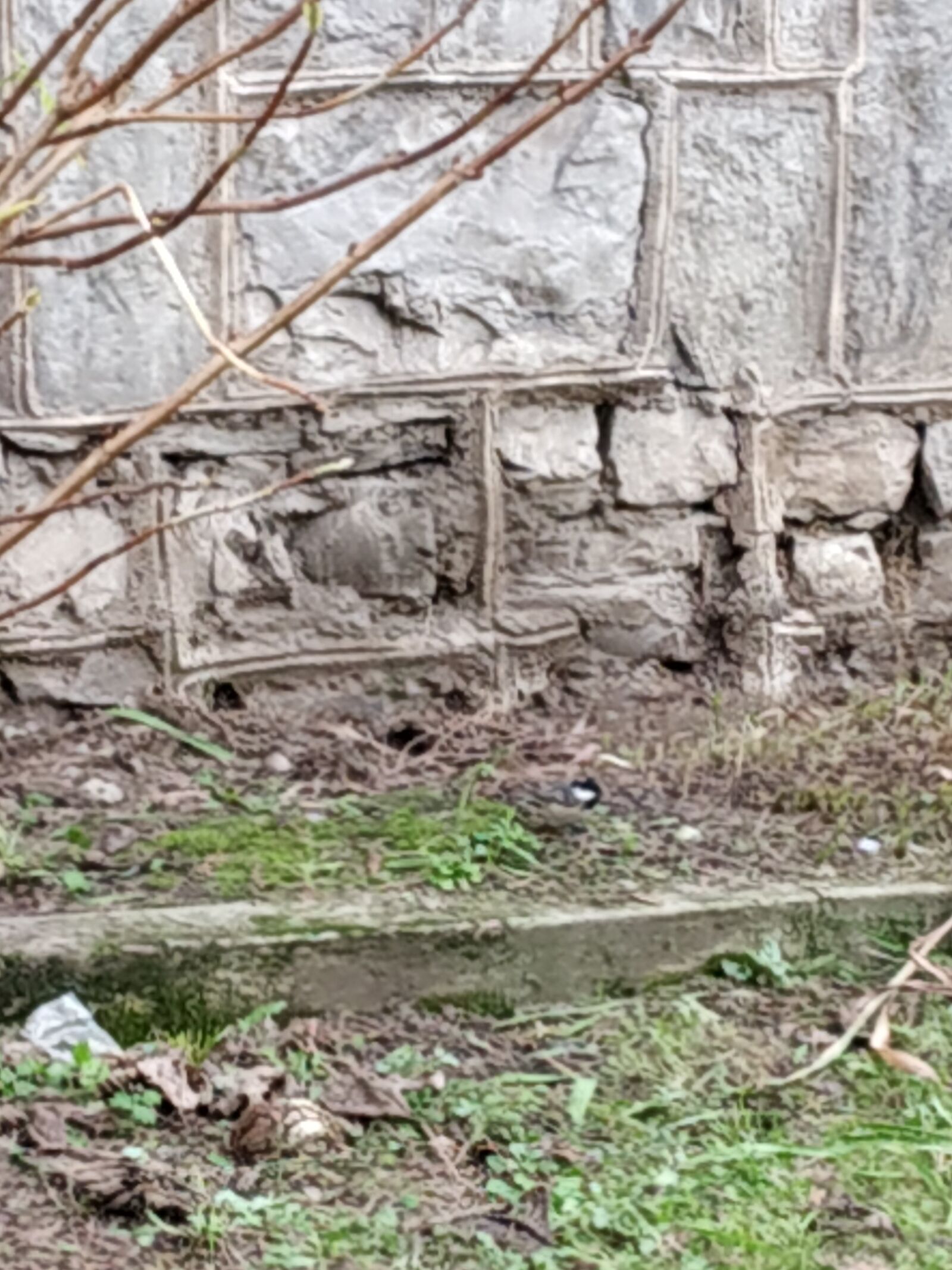 Xiaomi Redmi Note 5 Pro sample photo. Bird, grass, stone photography