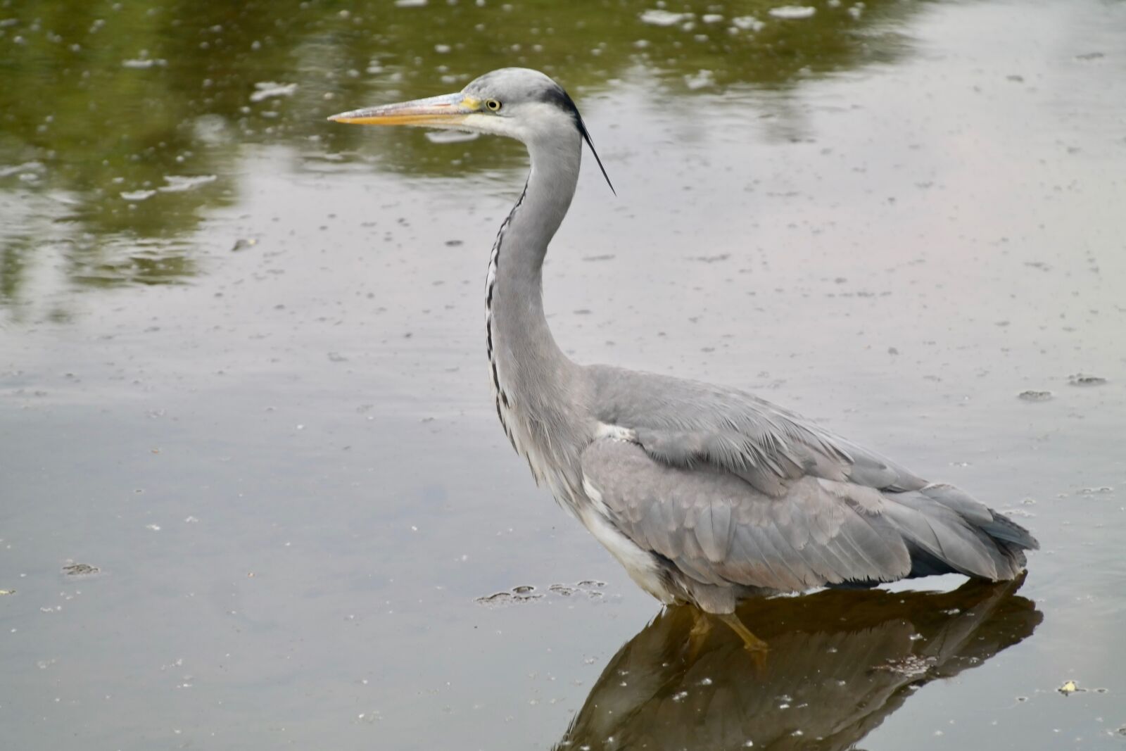 Samsung NX300 sample photo. Grey heron, heron, bill photography