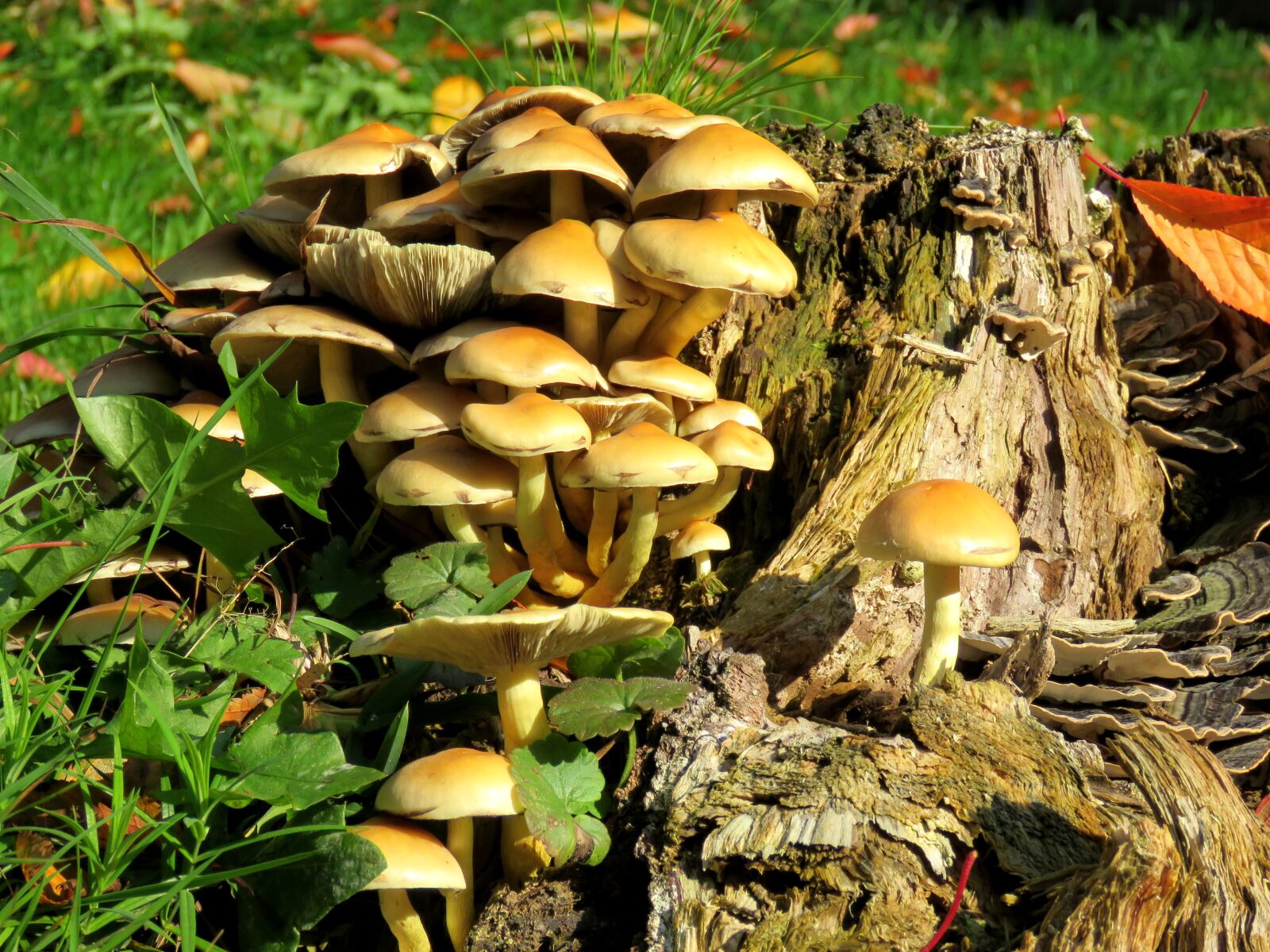 Canon PowerShot SX60 HS sample photo. Mushrooms, tree stump, autumn photography