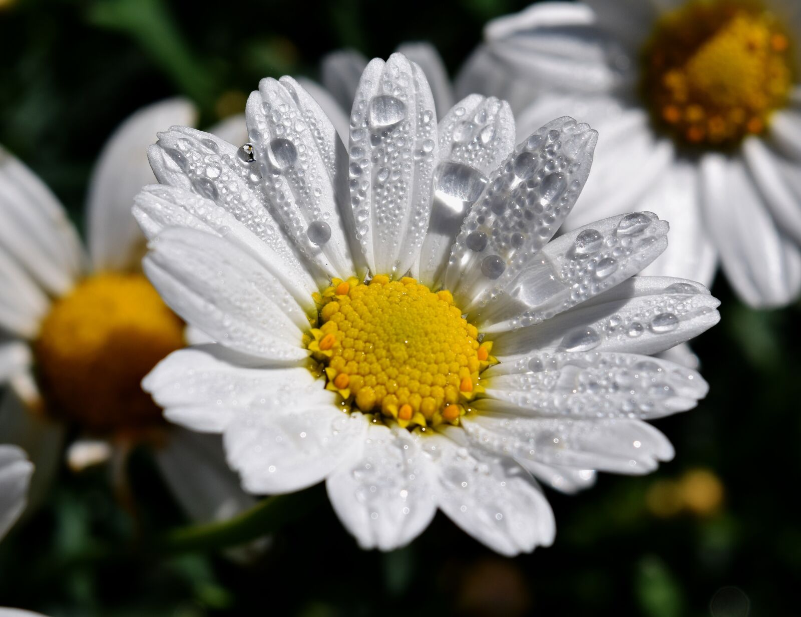 Nikon D3300 sample photo. Margaritte, dew, blossom photography