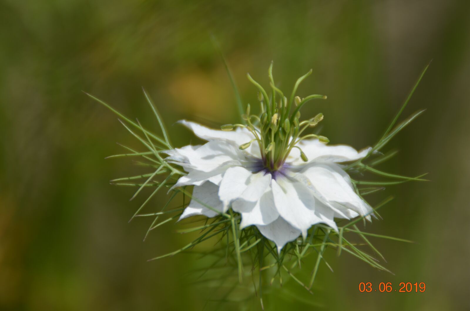 Nikon D5100 sample photo. Flower, white, spring photography