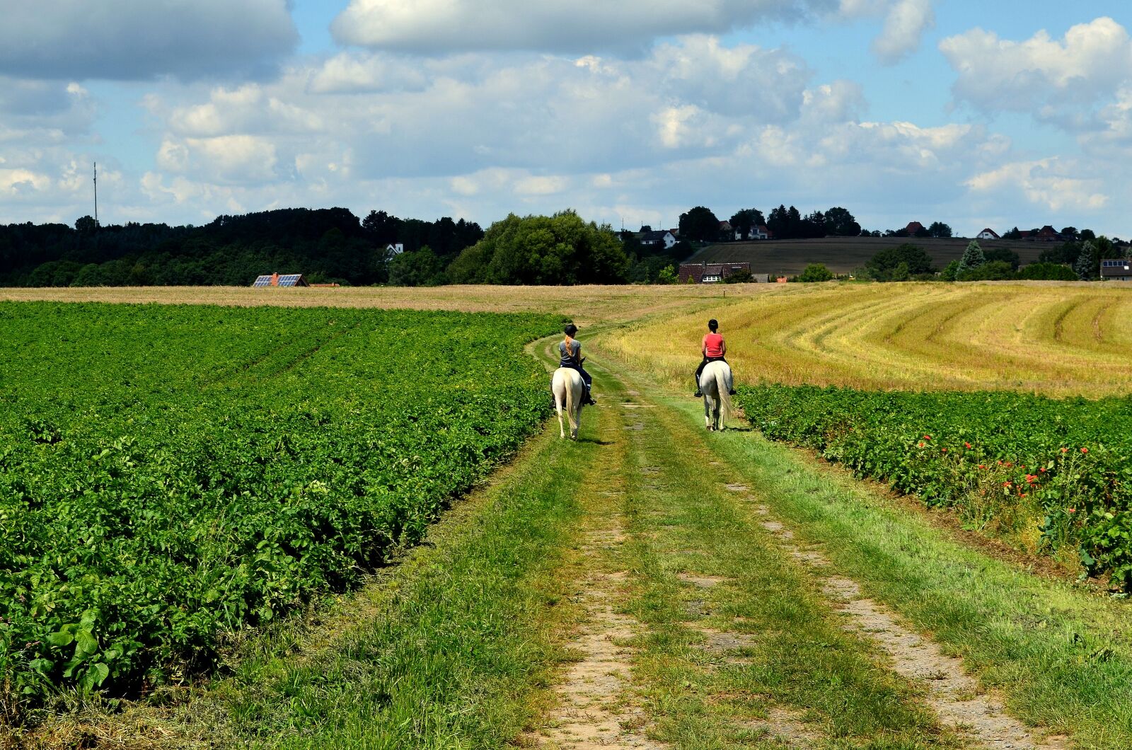 Nikon D5100 sample photo. Ride, riding, equestrian photography