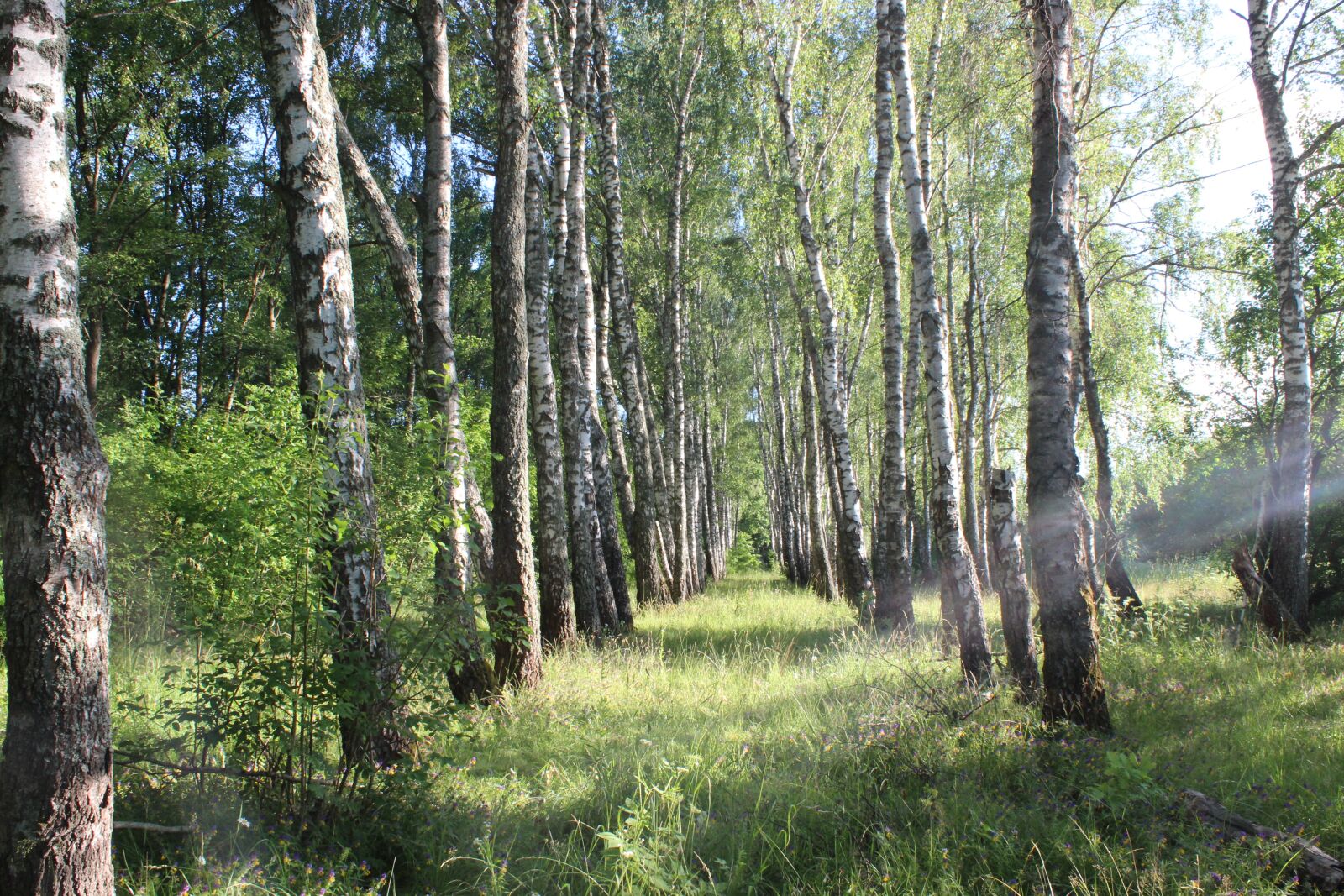 Canon EOS 600D (Rebel EOS T3i / EOS Kiss X5) sample photo. Forest, summer, trees photography