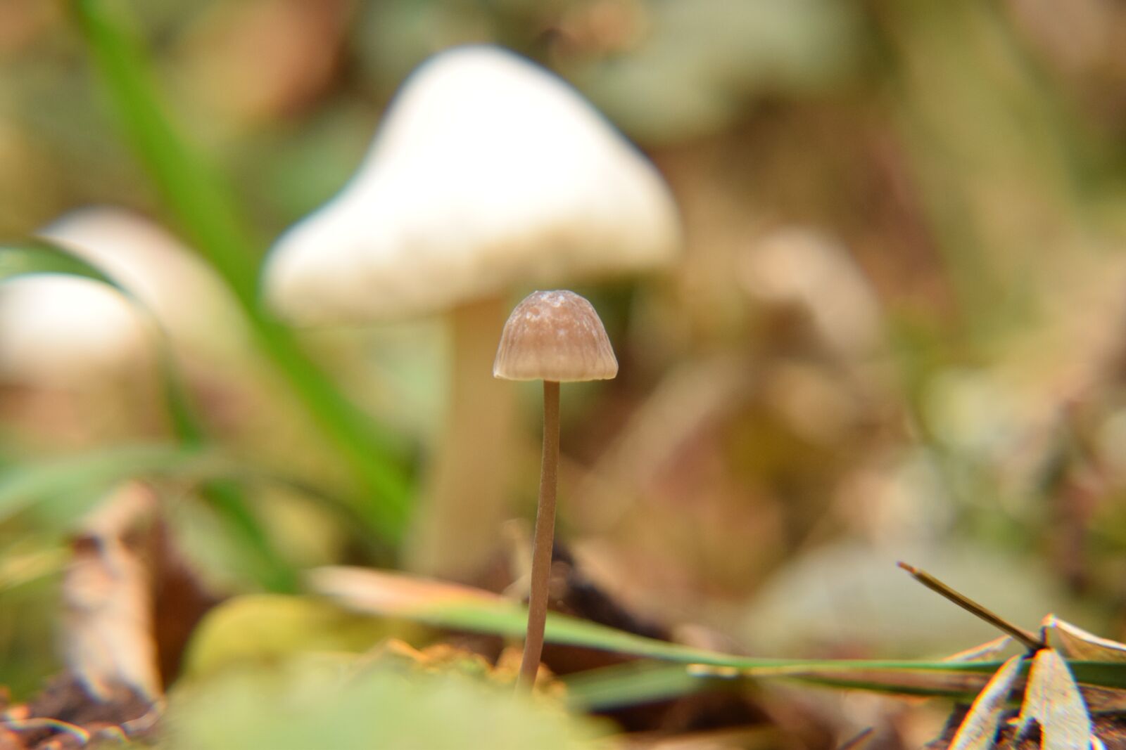 Nikon D3300 sample photo. Mushroom, forest, forest mushroom photography