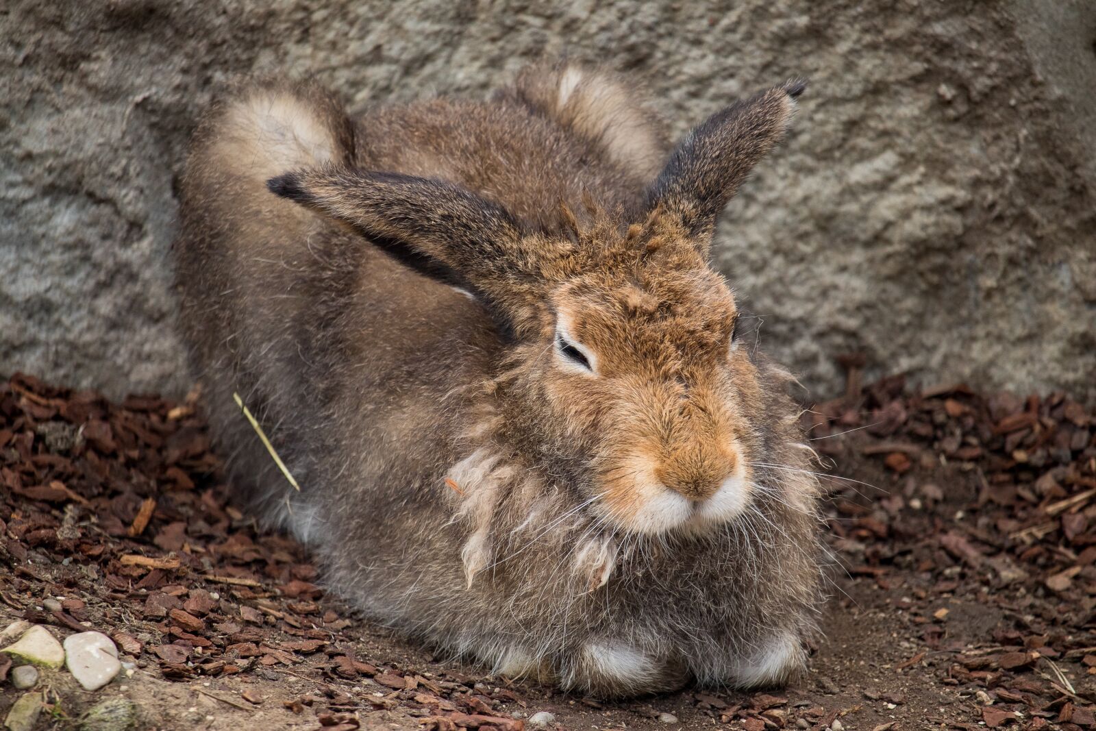 Canon EF-S 55-250mm F4-5.6 IS STM sample photo. Hare, animal, animal world photography