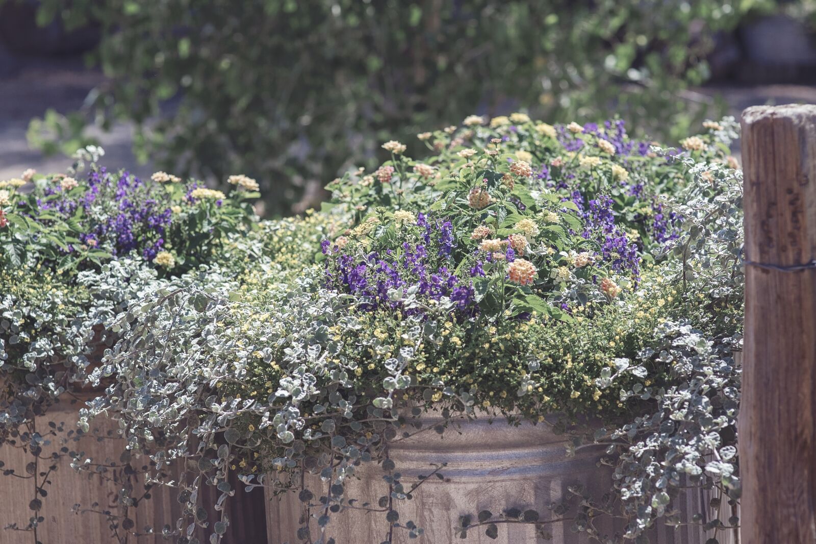 Nikon D750 sample photo. Rustic, flowers, spring photography