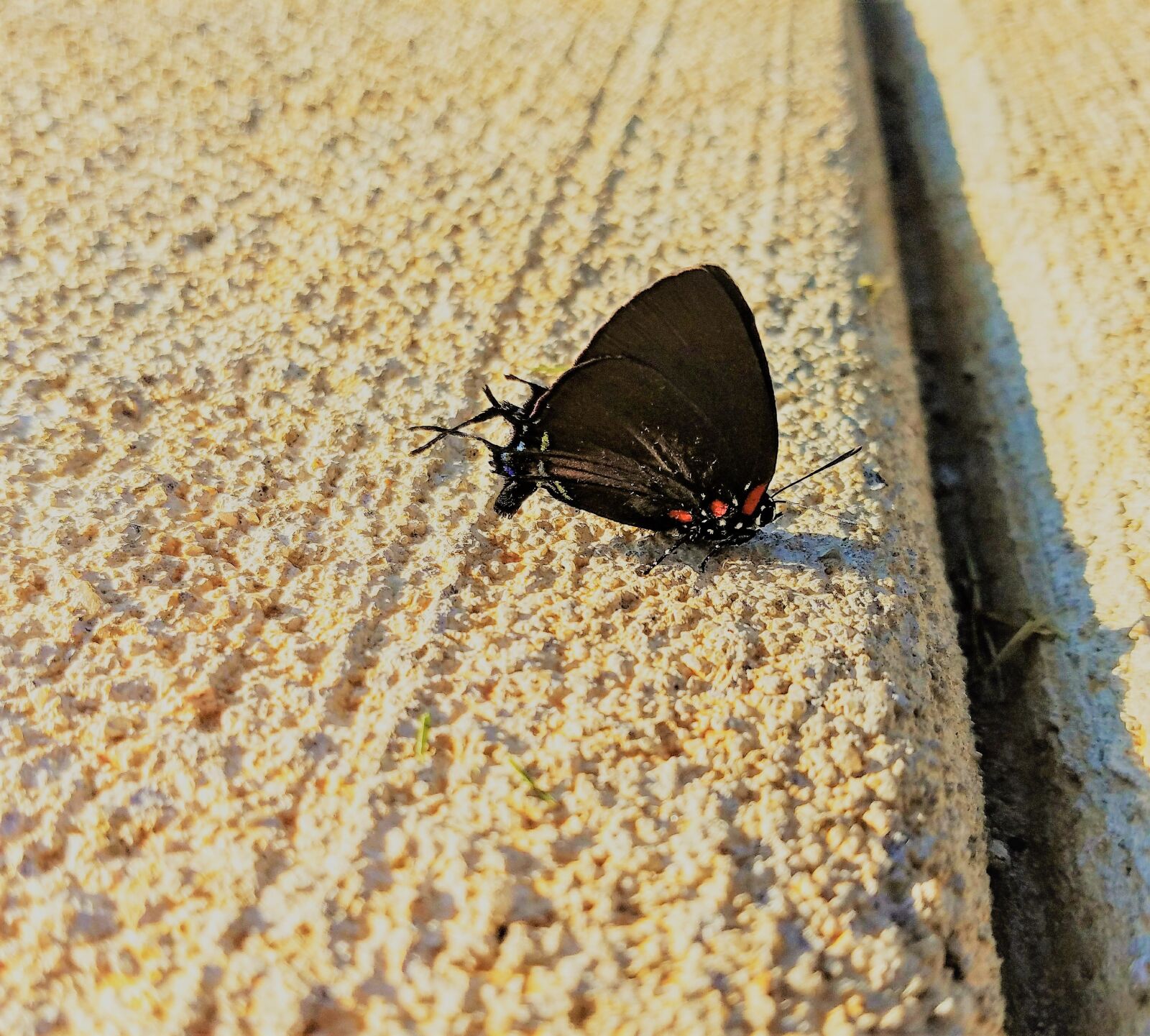Samsung Galaxy S7 sample photo. Butterfly, nature, natural photography
