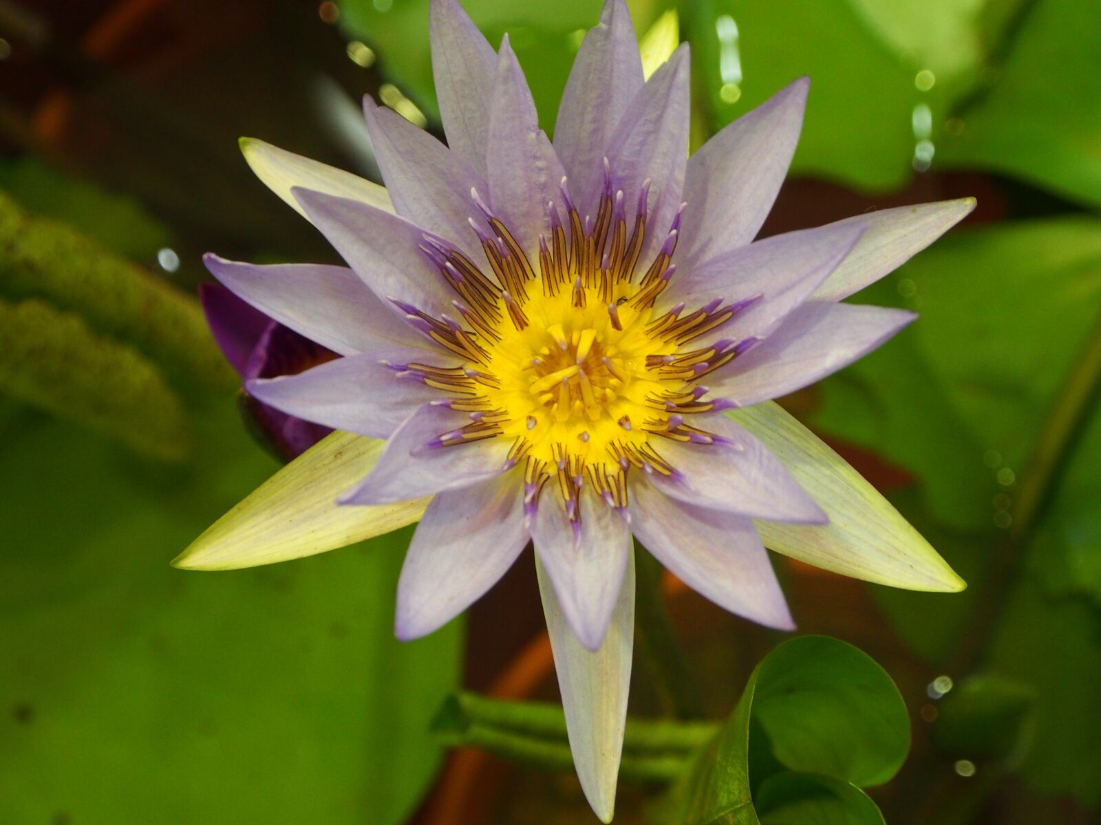 OLYMPUS M.12-50mm F3.5-6.3 sample photo. Lotus, bloom, pink and photography