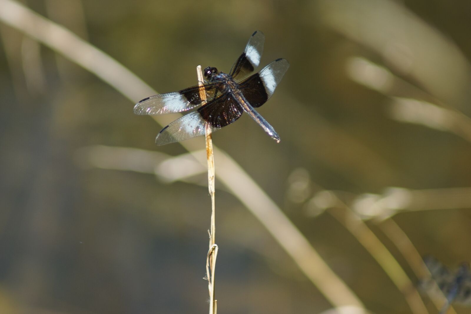 Sony ILCA-77M2 sample photo. Nature, dragonfly, insect photography