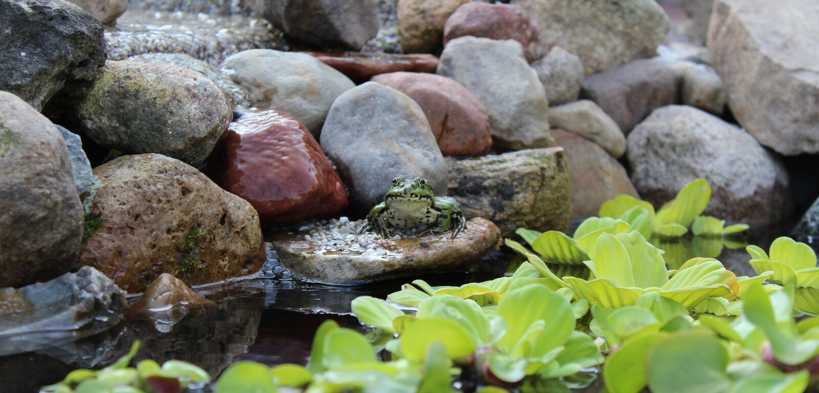 Canon EOS 1200D (EOS Rebel T5 / EOS Kiss X70 / EOS Hi) sample photo. Frog, animal, green photography