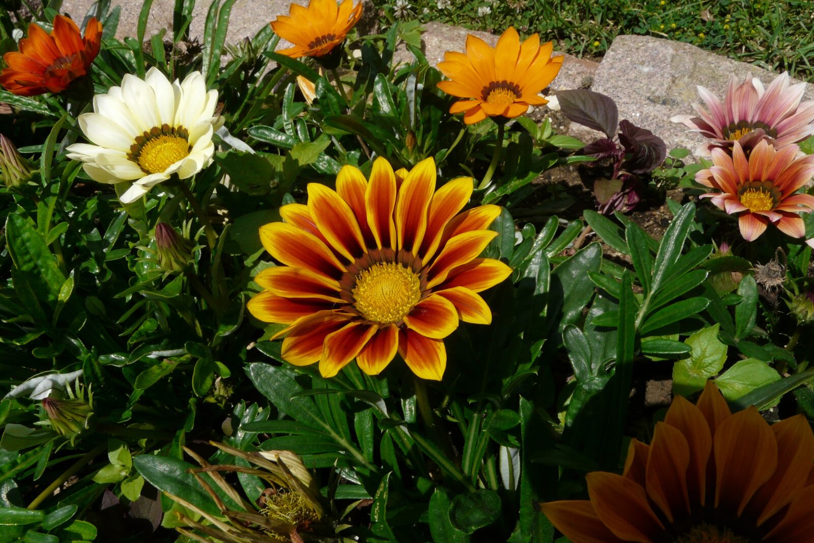Panasonic DMC-FZ18 sample photo. Gazania, flowers, gazania rigens photography