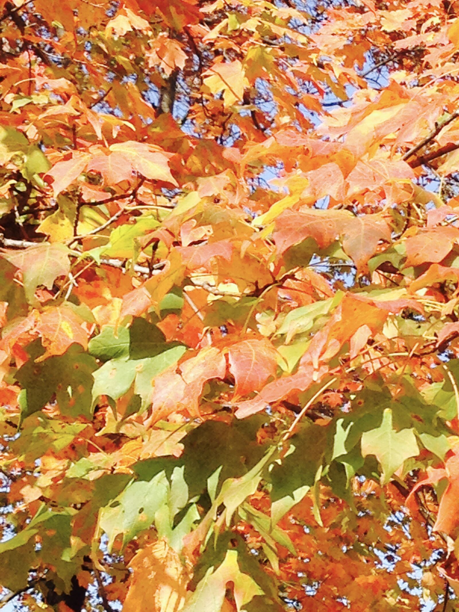 Apple iPhone 5 sample photo. Fall, leaves, autumn photography