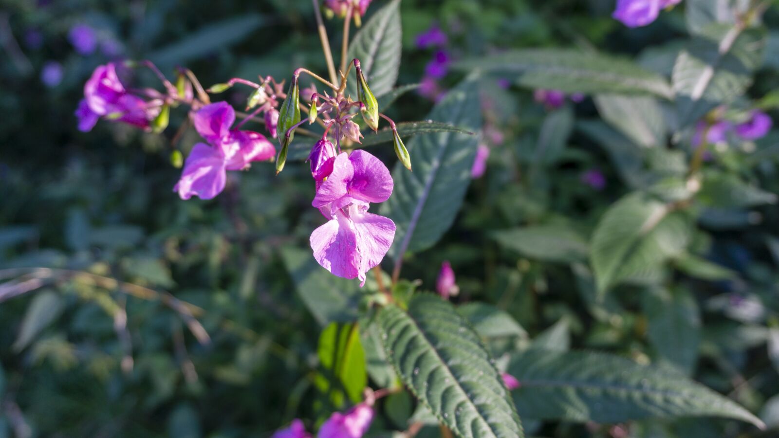 Sony E 16-50mm F3.5-5.6 PZ OSS sample photo. Plant, blossom, bloom photography