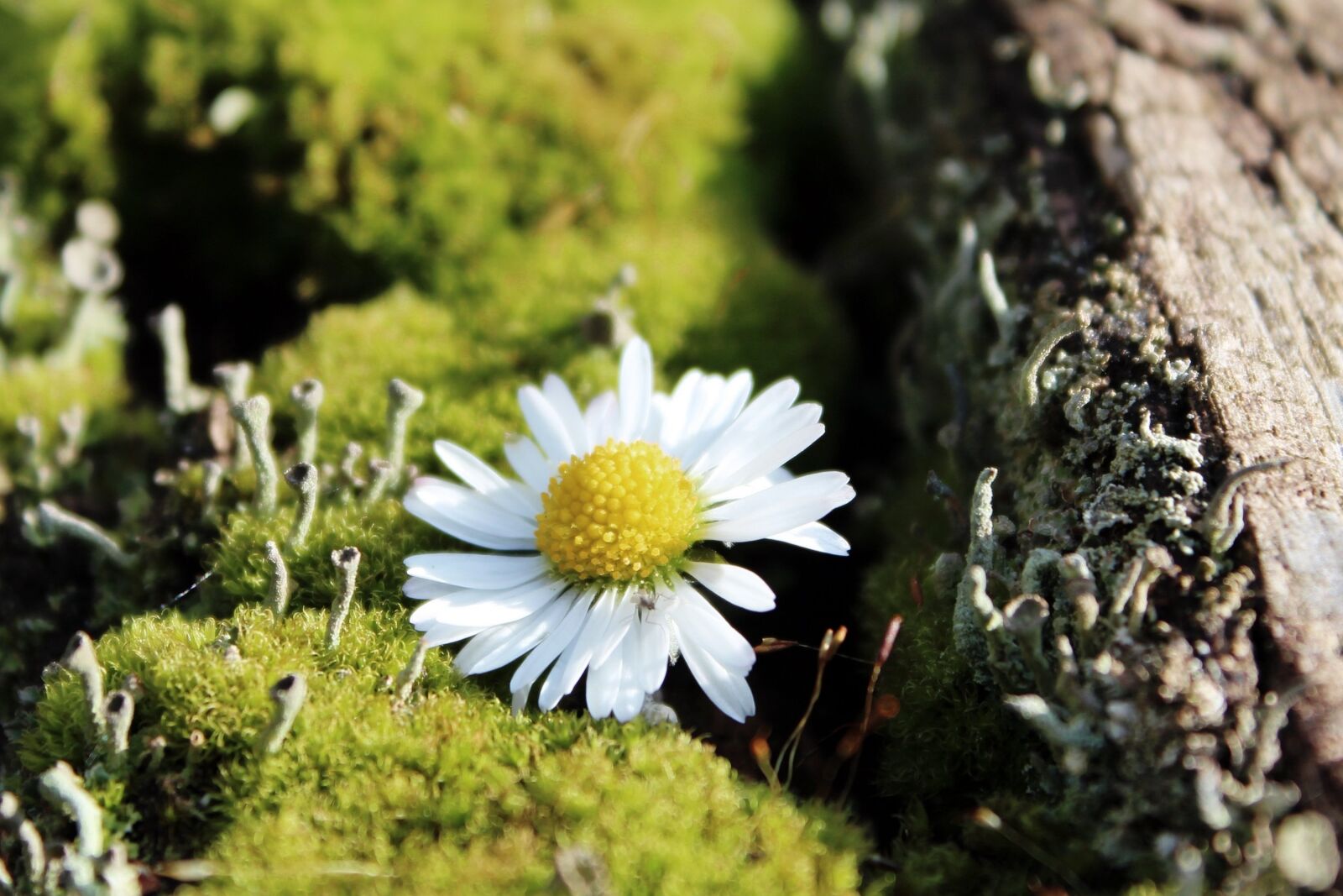 Canon EOS 1200D (EOS Rebel T5 / EOS Kiss X70 / EOS Hi) sample photo. Moss, daisy, deco photography
