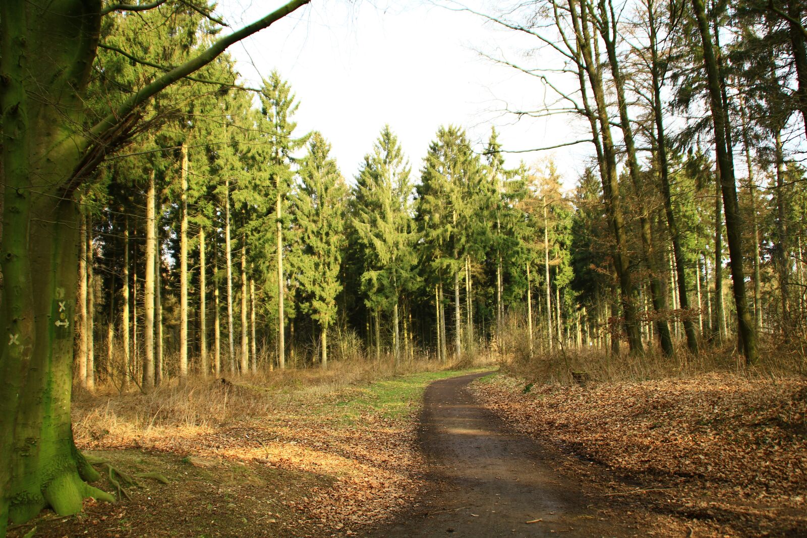Canon EOS 550D (EOS Rebel T2i / EOS Kiss X4) sample photo. Way, nature, path photography