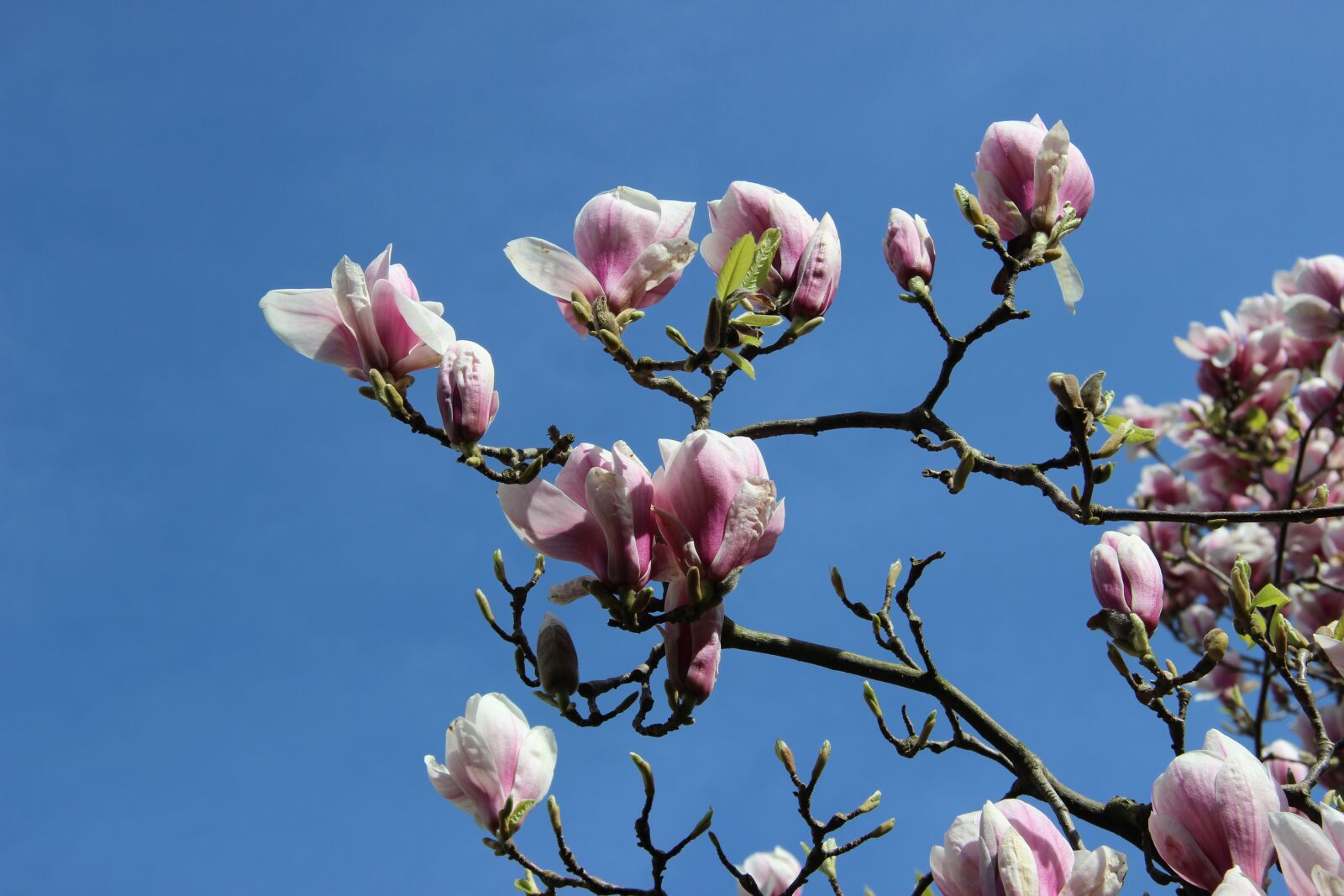 Canon EF-S 17-85mm F4-5.6 IS USM sample photo. Magnolia blossom, tulip magnolia photography
