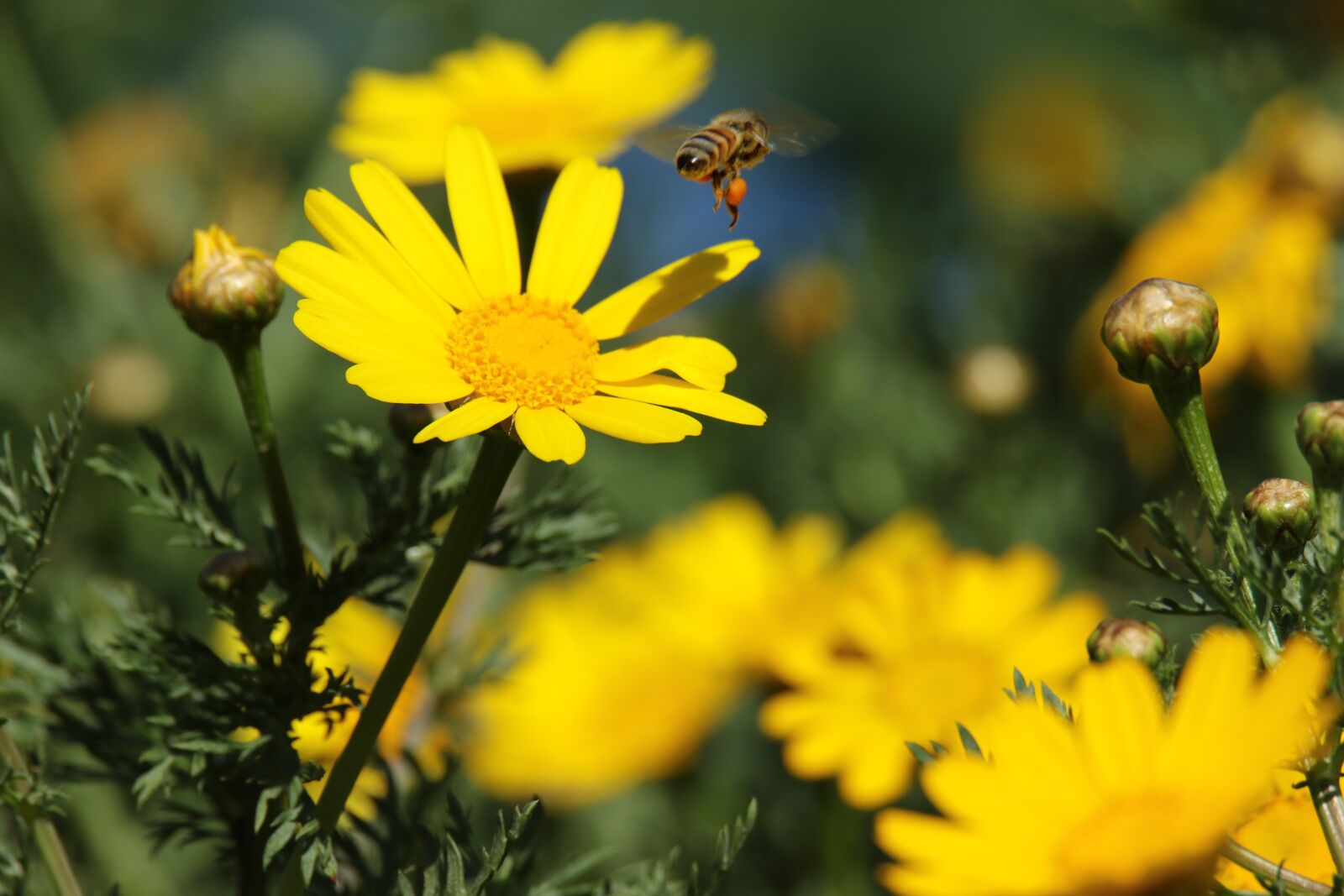 Canon EOS 7D Mark II sample photo. Insect, bee, flower photography