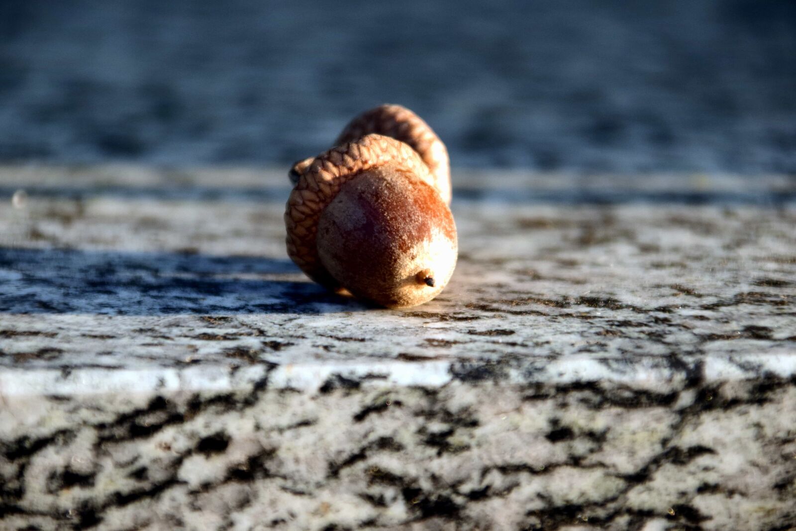 Nikon D3300 sample photo. Acorn, wood, nature, plant photography