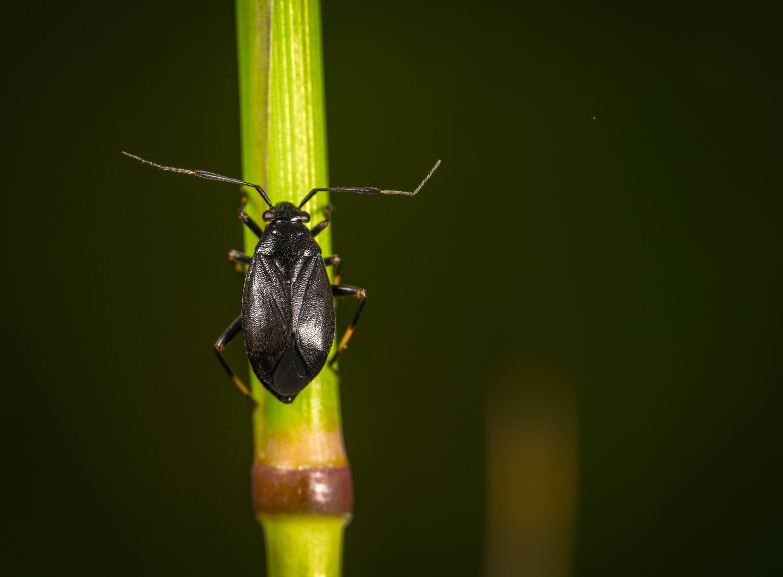 #124 65/2.8 sample photo. Insect, nature, no one photography