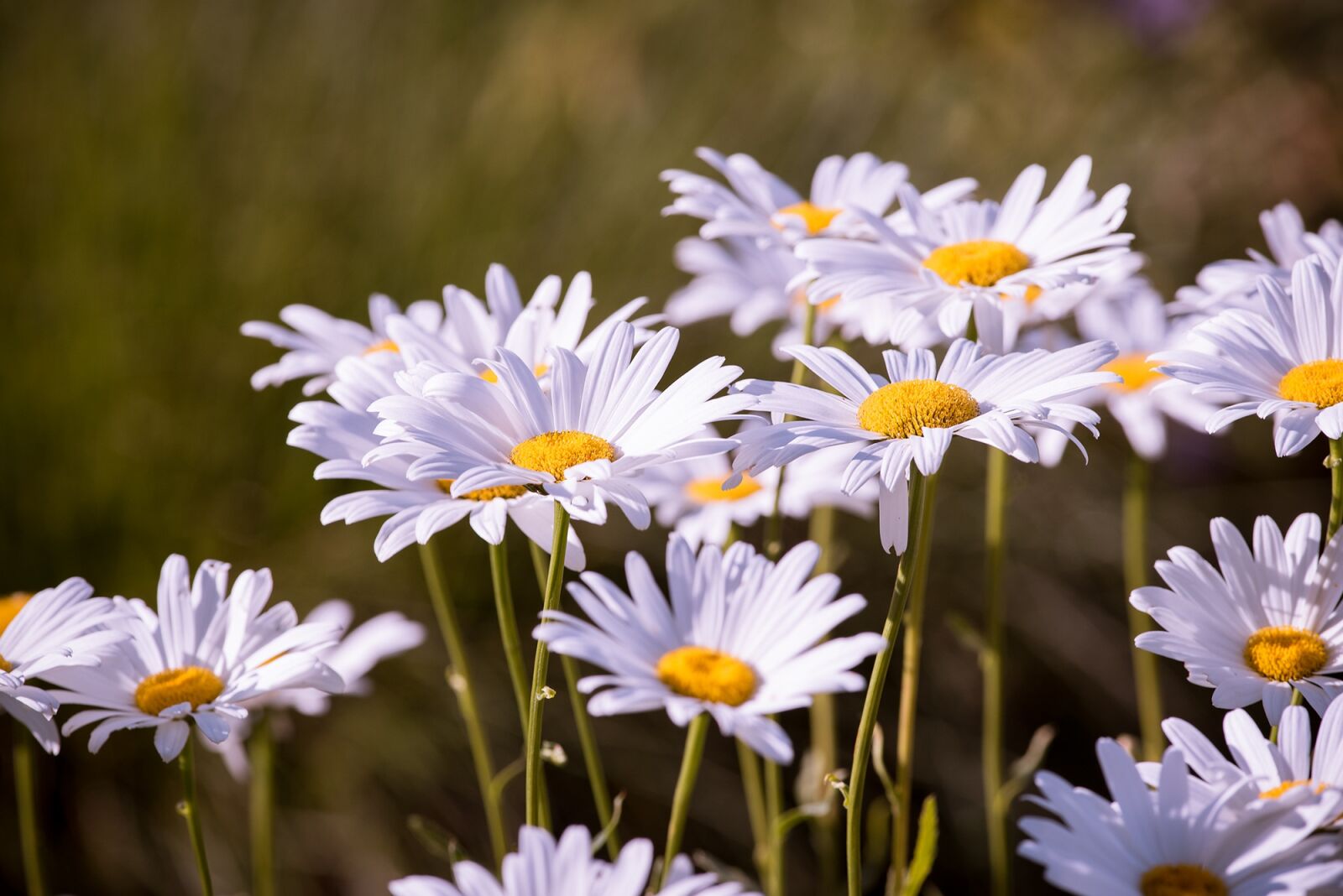 Nikon D750 sample photo. Marguerite, meadow, marguerite meadow photography